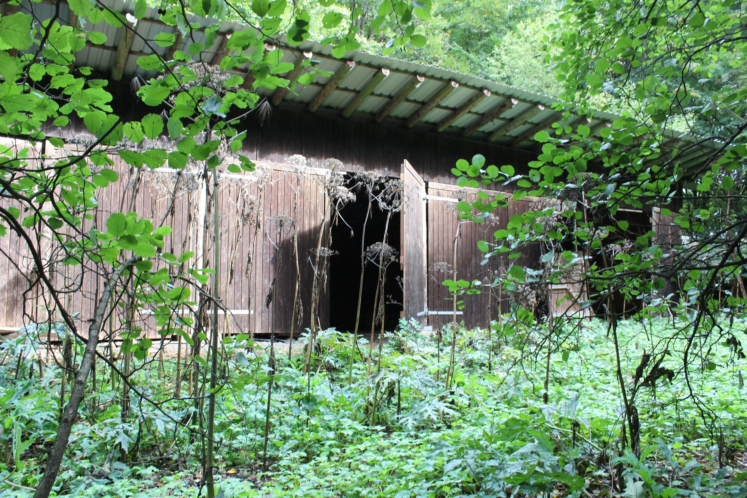 Verfallene Scheune inmitten eines dichten grünen Waldes mit Tür offen, umgeben von wildem Ufer und Pflanzen.