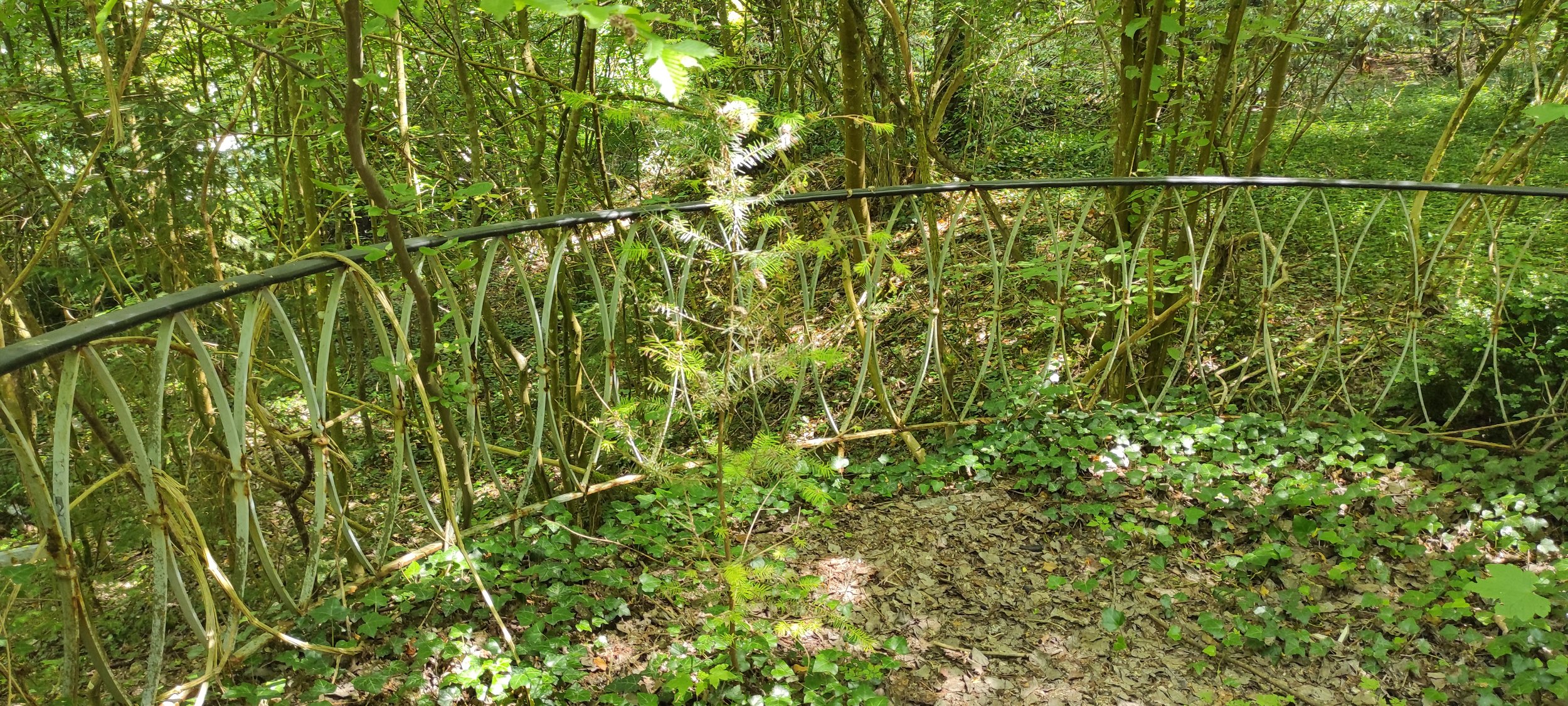 Ein Zaun aus Draht durchquert einen dichten Wald, umgeben von grünen Pflanzen, Büschen und Bäumen.