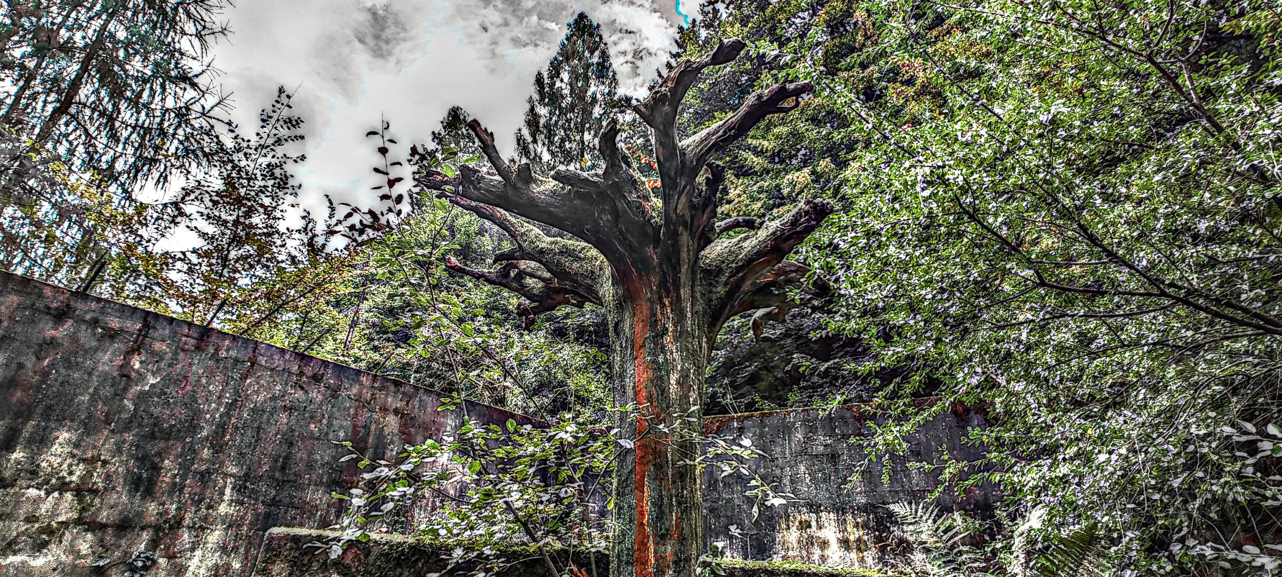 Alter Baum mit verdrehten Ästen hinter einer alten, moosbedeckten Mauer, umgeben von dichtem grünen Buschwerk.