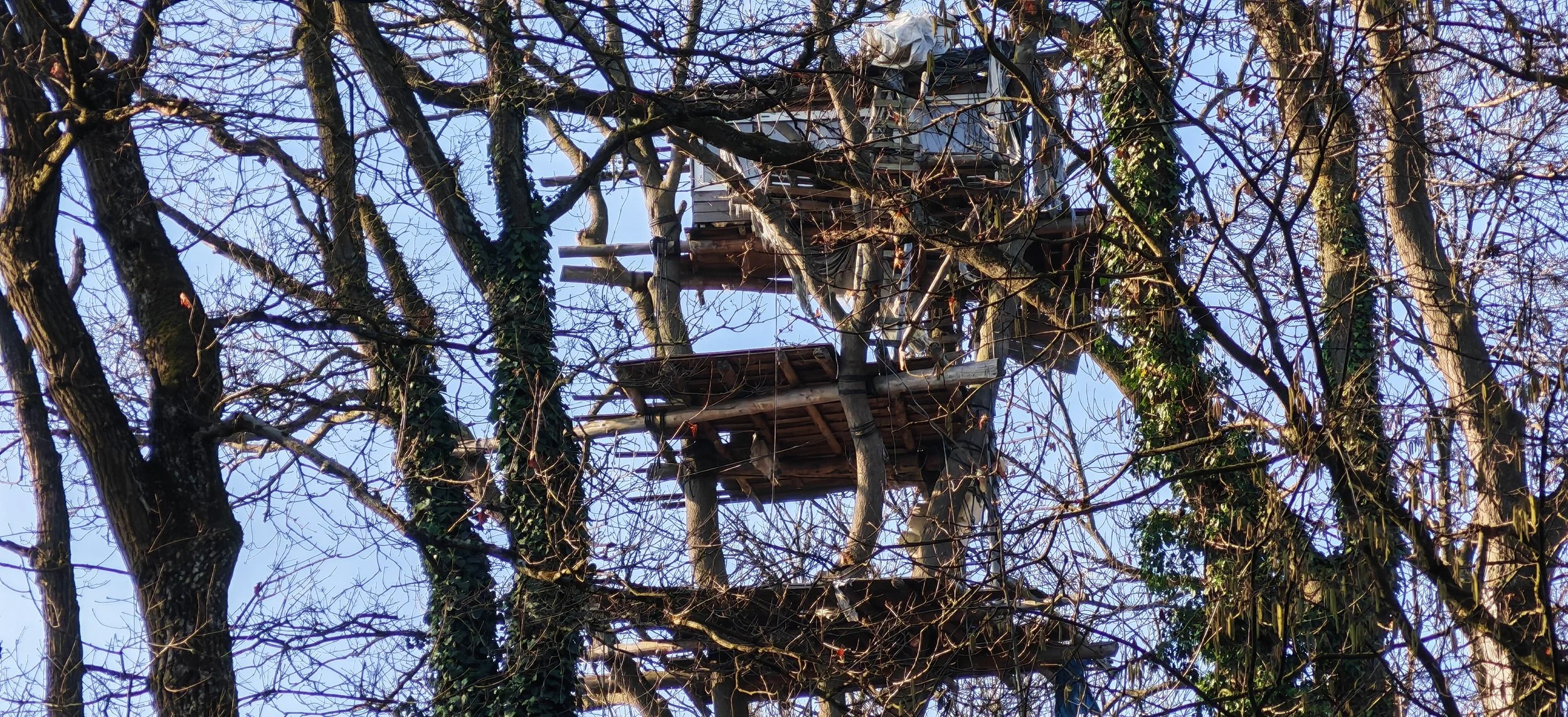 Ein hohes Baumhaus in einem Winterbaum, umgeben von kahlen Ästen und Efeu, mit einer hölzernen Plattform und verschiedenen Holzteilen, die in den Baum eingebaut sind.