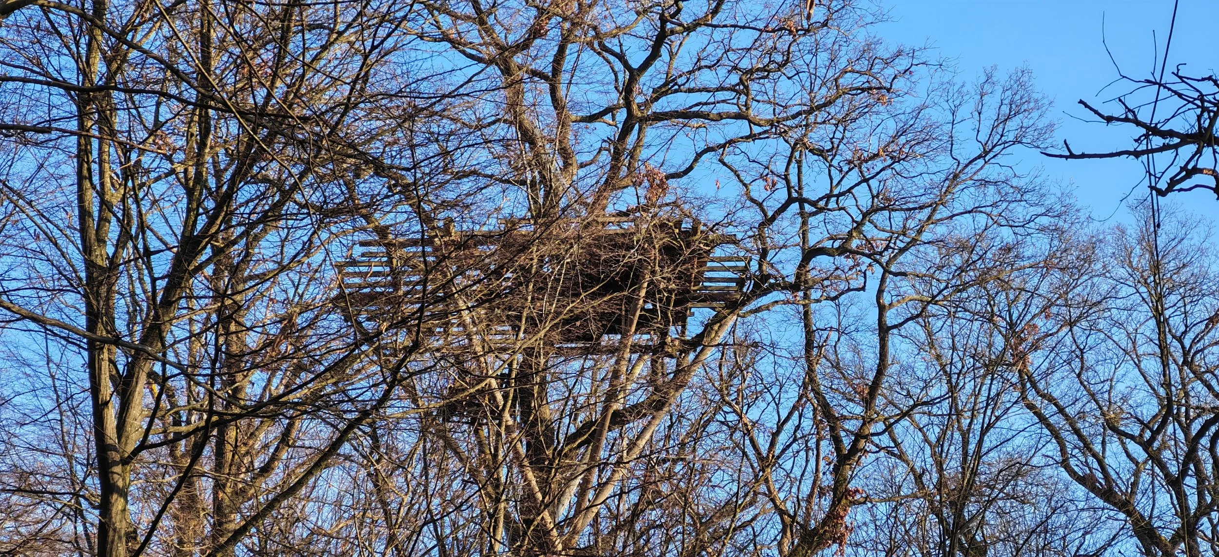Ein Baum mit vielen Ästen und einer Vogelnest in der Mitte, blauer Himmel im Hintergrund.