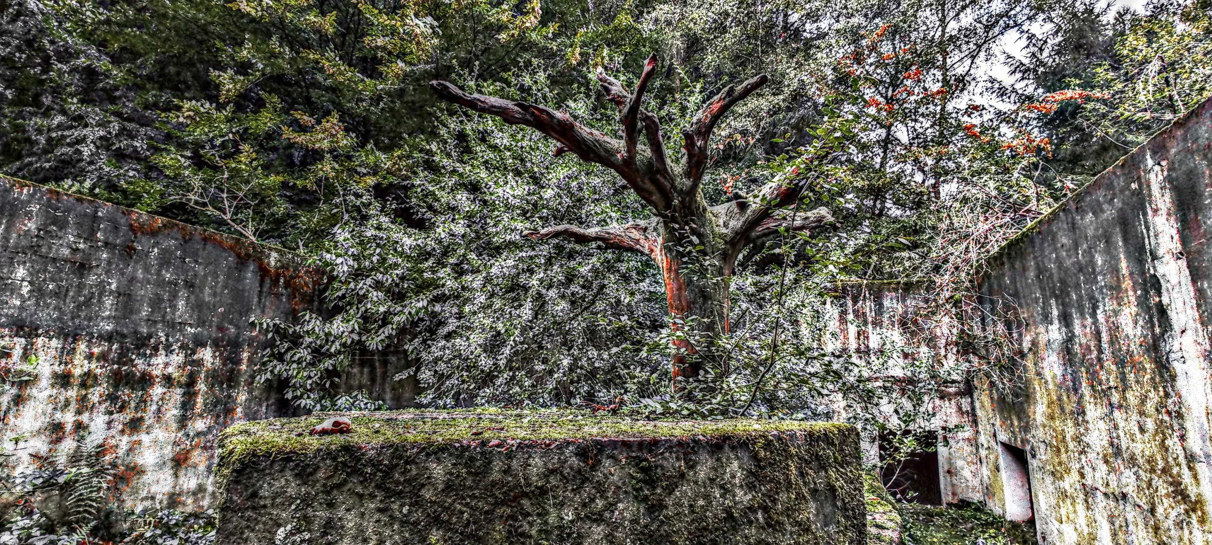 Ein verlassener, von Moos bewachsener Hof mit einem alten Baum in der Mitte, umgeben von verwitterten, moosbedeckten Betonstrukturen im Wald.