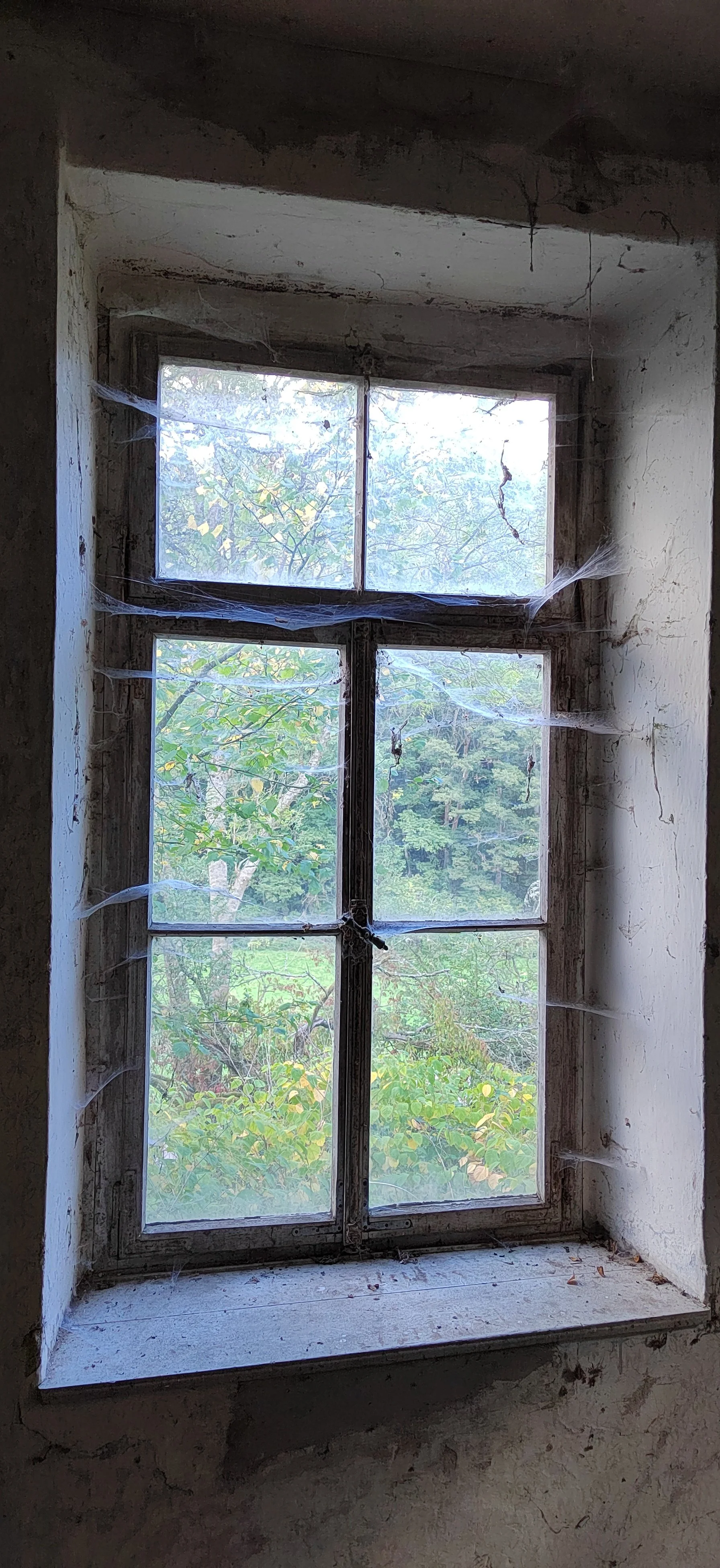 Ein verstaubtes, altes Fenster mit Spinnenwebben im Fensterrahmen, Blick nach draußen auf Bäume und Buschwerk im Grünen.