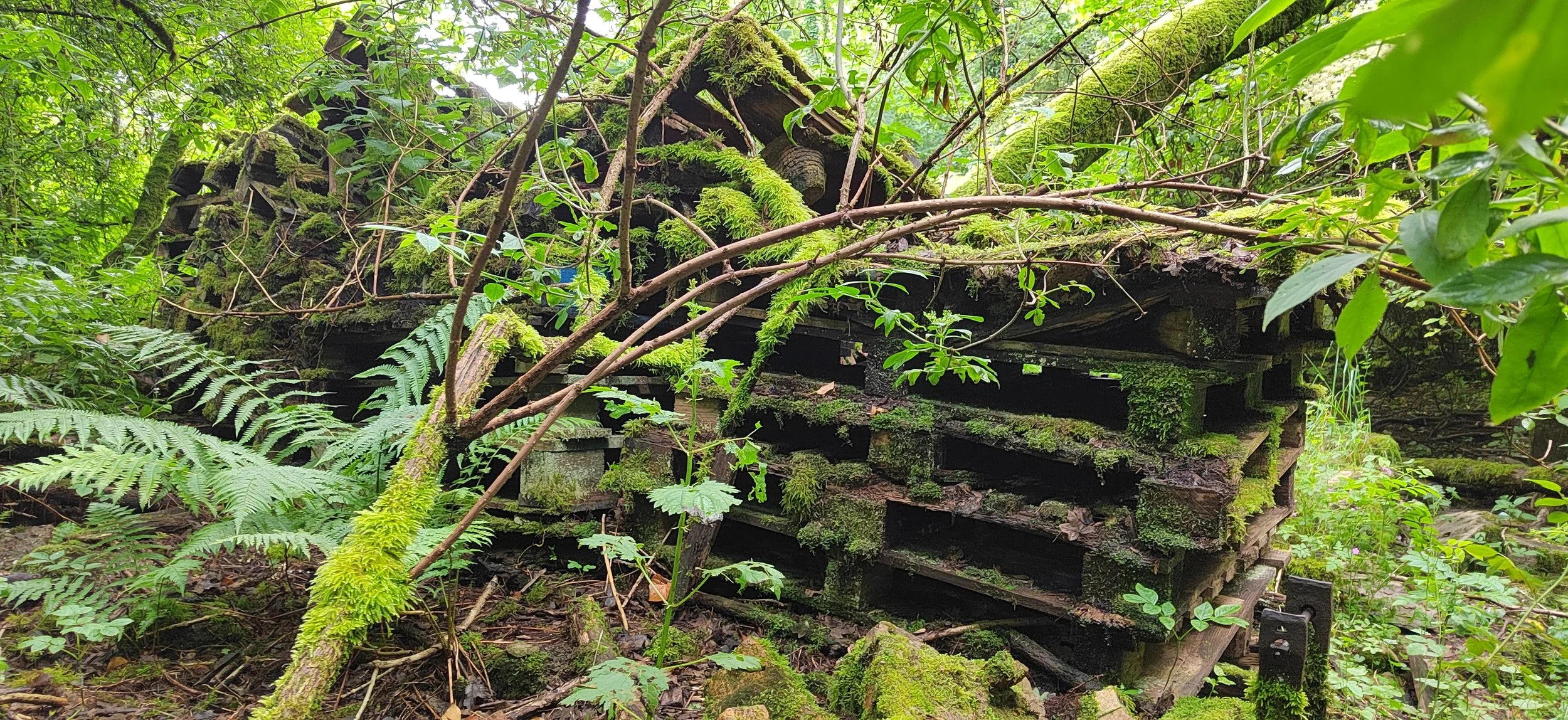 Verfallene, moosbedeckte Holzkiste in einem dichten grünen Wald.