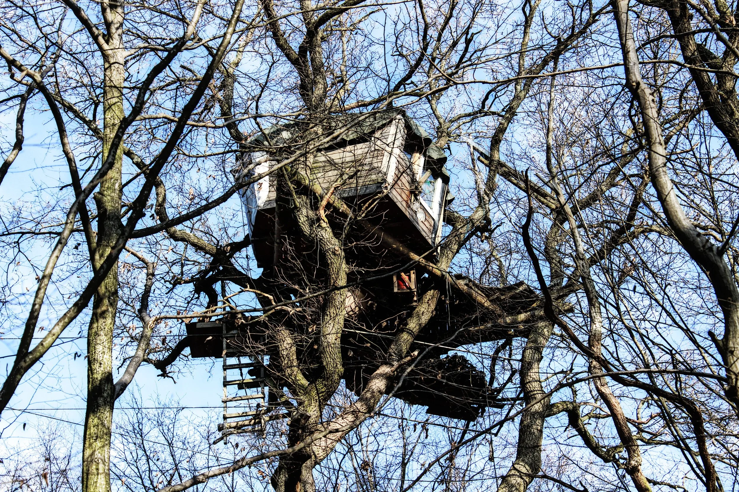 Ein Baumhaus in einem Birkenbaum mit viel Ästen und blauen Himmel im Hintergrund.