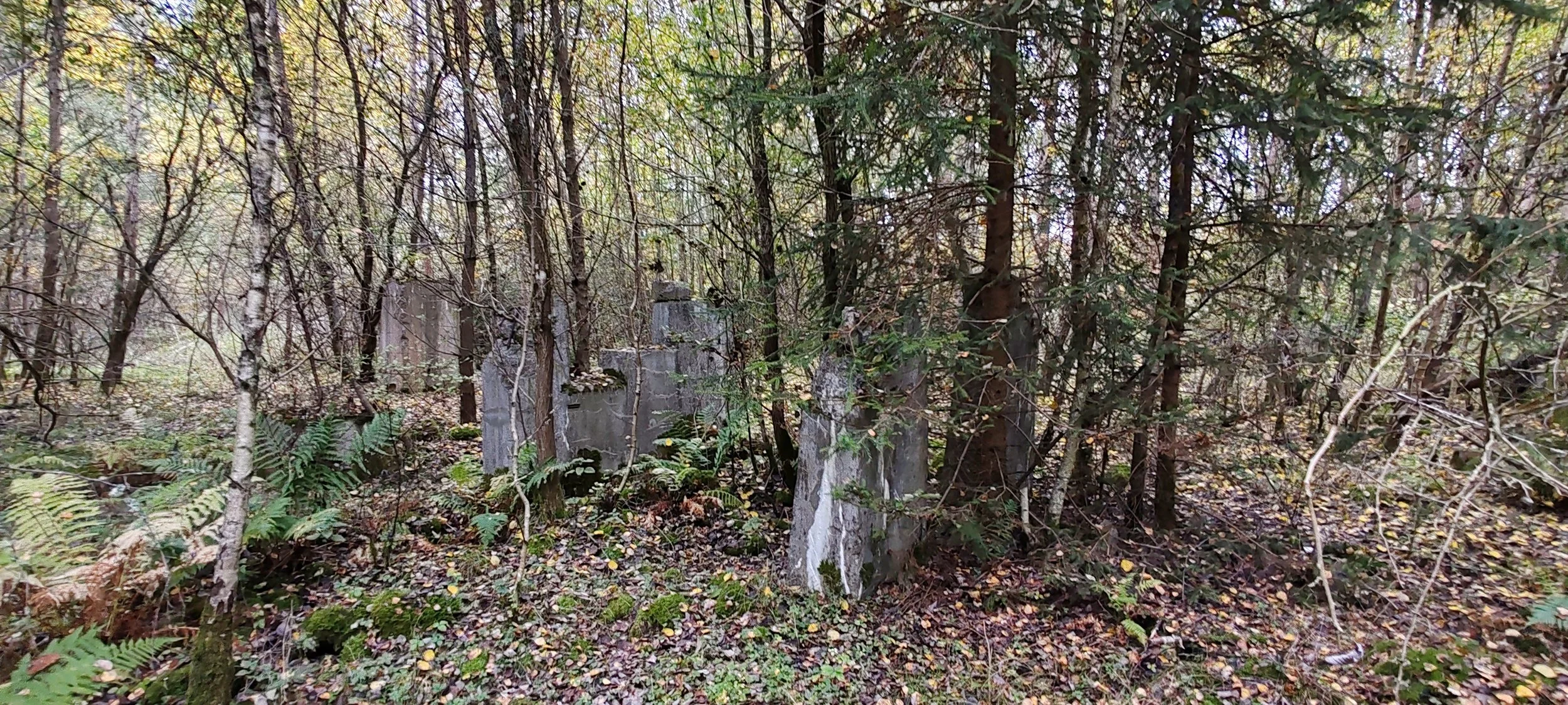 Wald mit abgestorbenen Baumstämmen und umgebender Vegetation im Herbst.