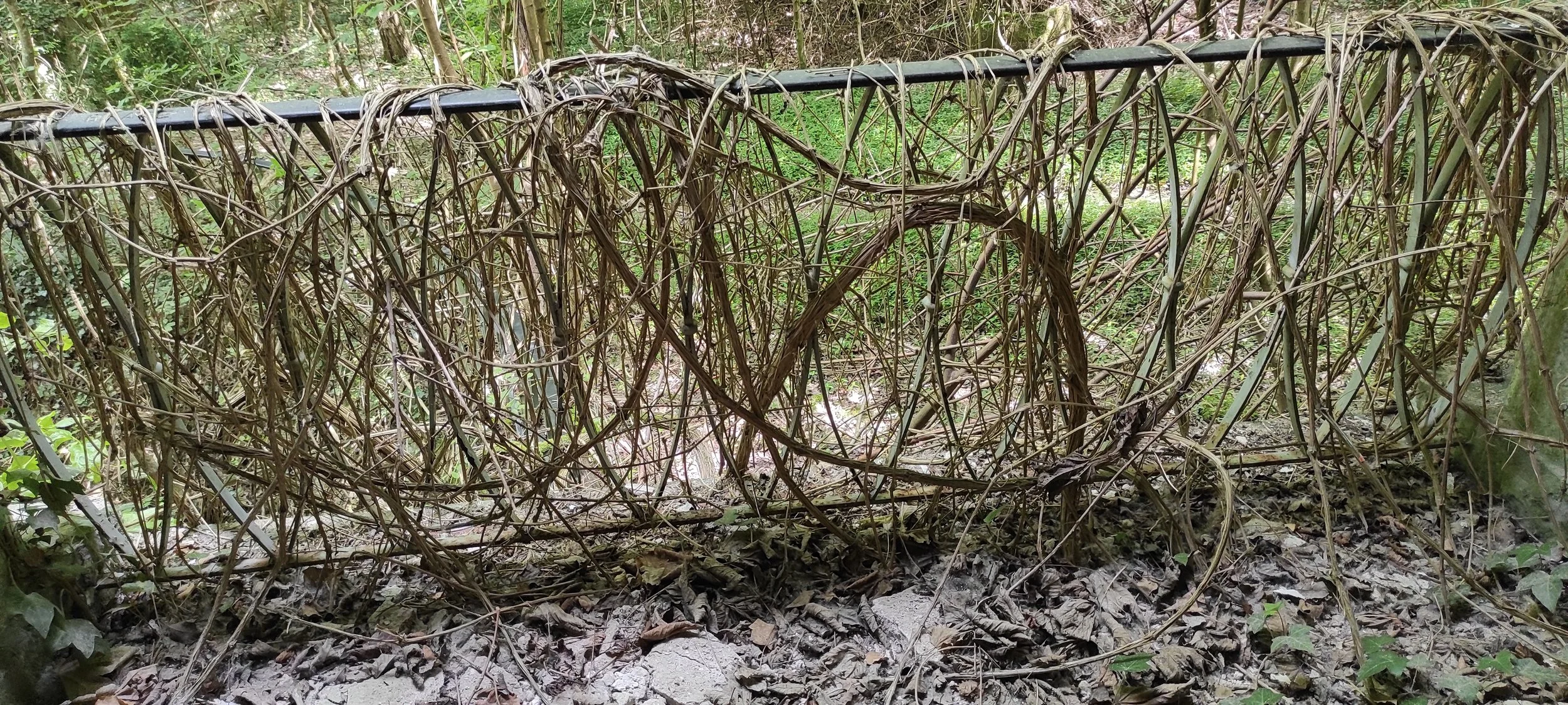 Ein Zaun aus dichten, vertrockneten Zweigen in einem Waldstück, mit Blättern bedeckt am Boden.