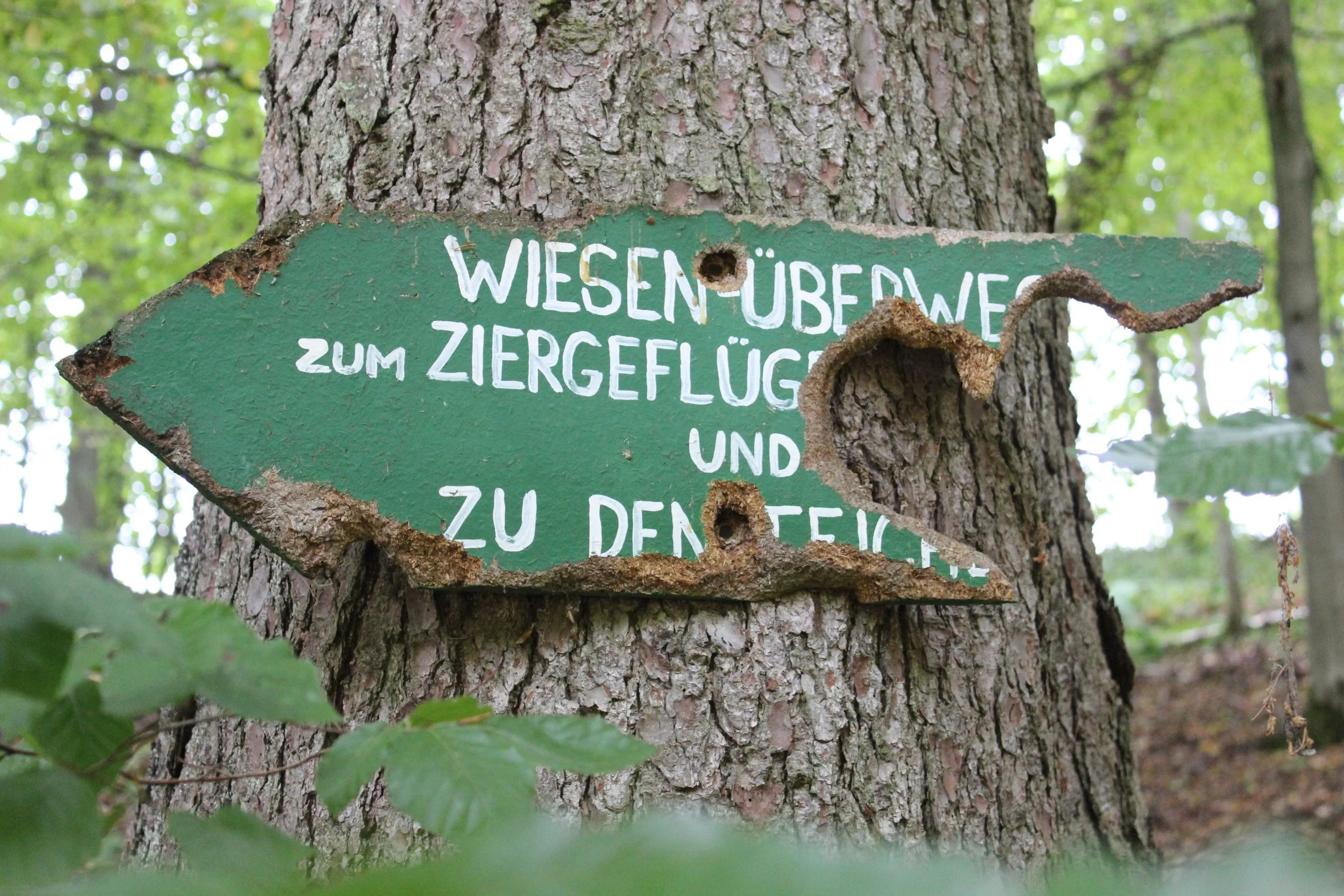 Ein grün gestrichener Holzschild in Pfeilform, befestigt an einem Baumstamm, mit handgeschriebenen weißen deutschen Texten, die zum Ziergeflügel und Steigeisen in einem Waldgebiet hinweisen.