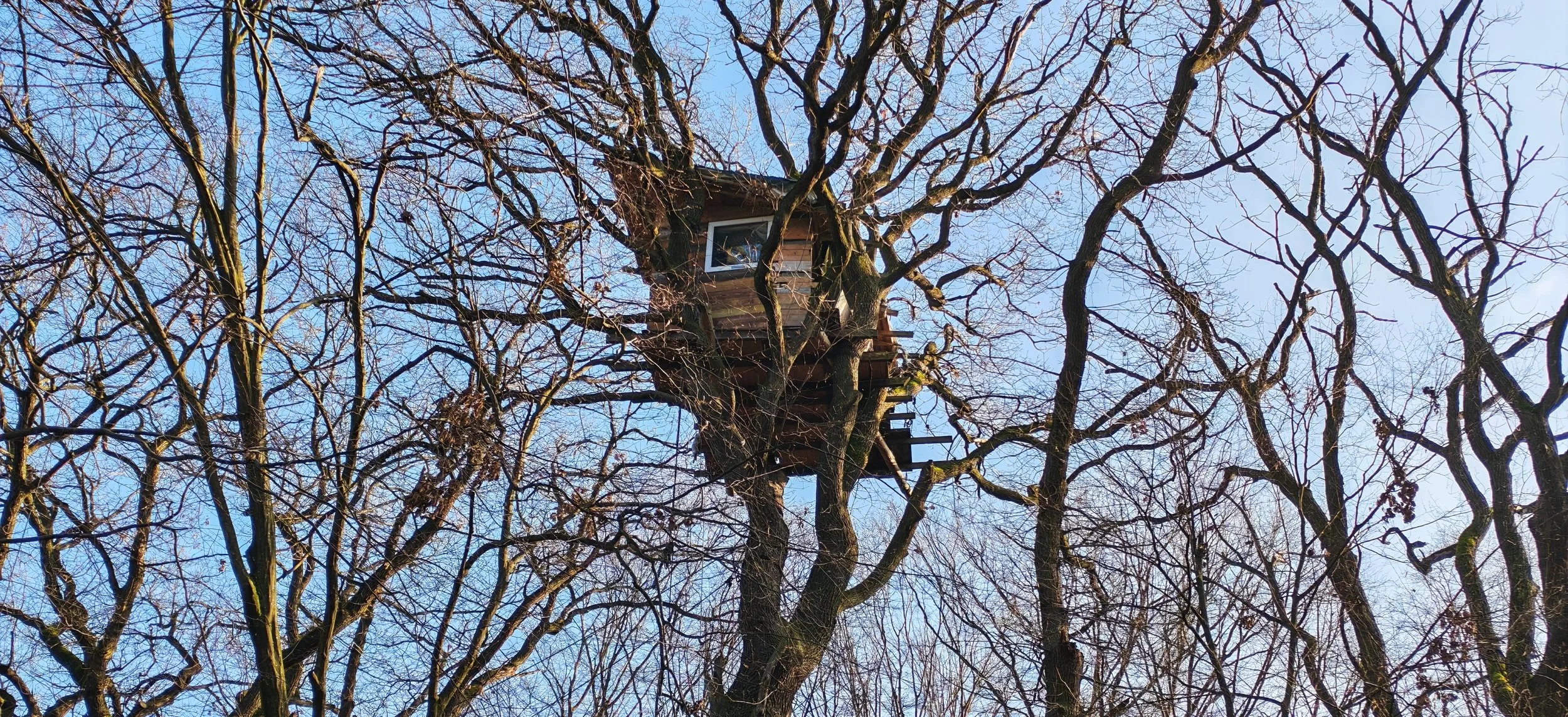Ein Baum mit einer lebhaften Baumhütte in den Ästen, umgeben von einer Vielzahl von dünnen, verzweigten Ästen bei klarem Himmel.