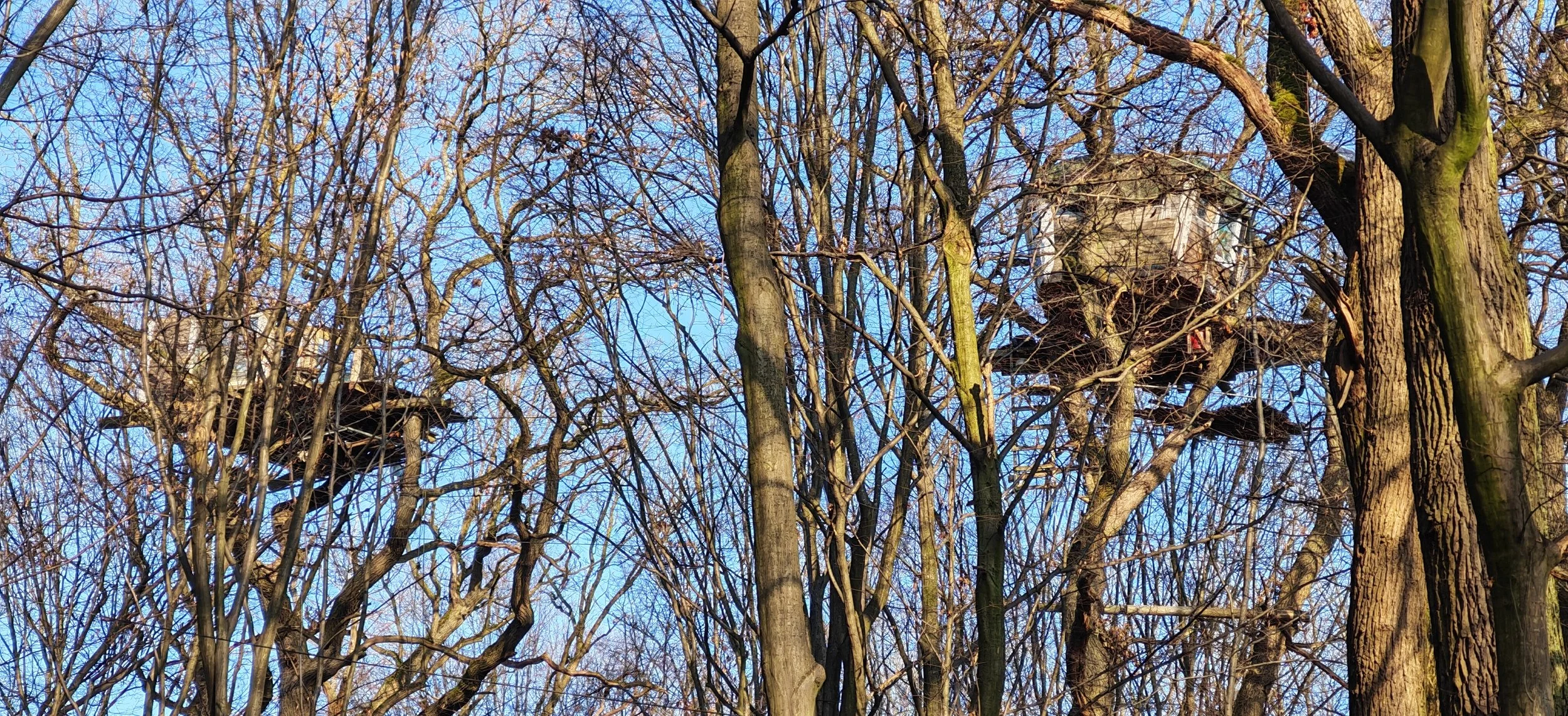 Blick auf ein Baumkronenmeer im Winter mit zwei Baumhäusern in den Ästen, blauer Himmel im Hintergrund.
