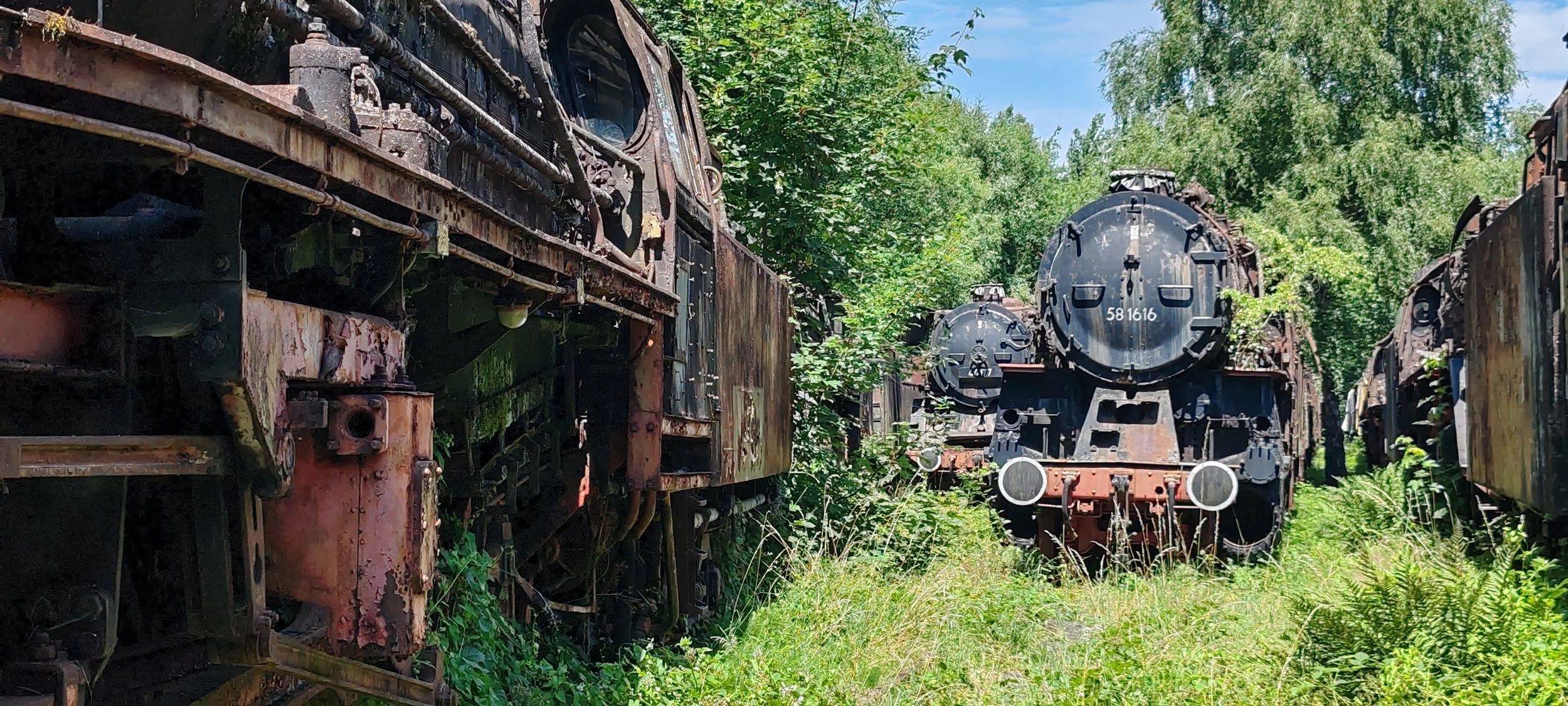 Verrostete alte Dampflokomotiven im Grünen, umgeben von Büschen und Bäumen, auf einem ehemaligen Eisenbahngleis.