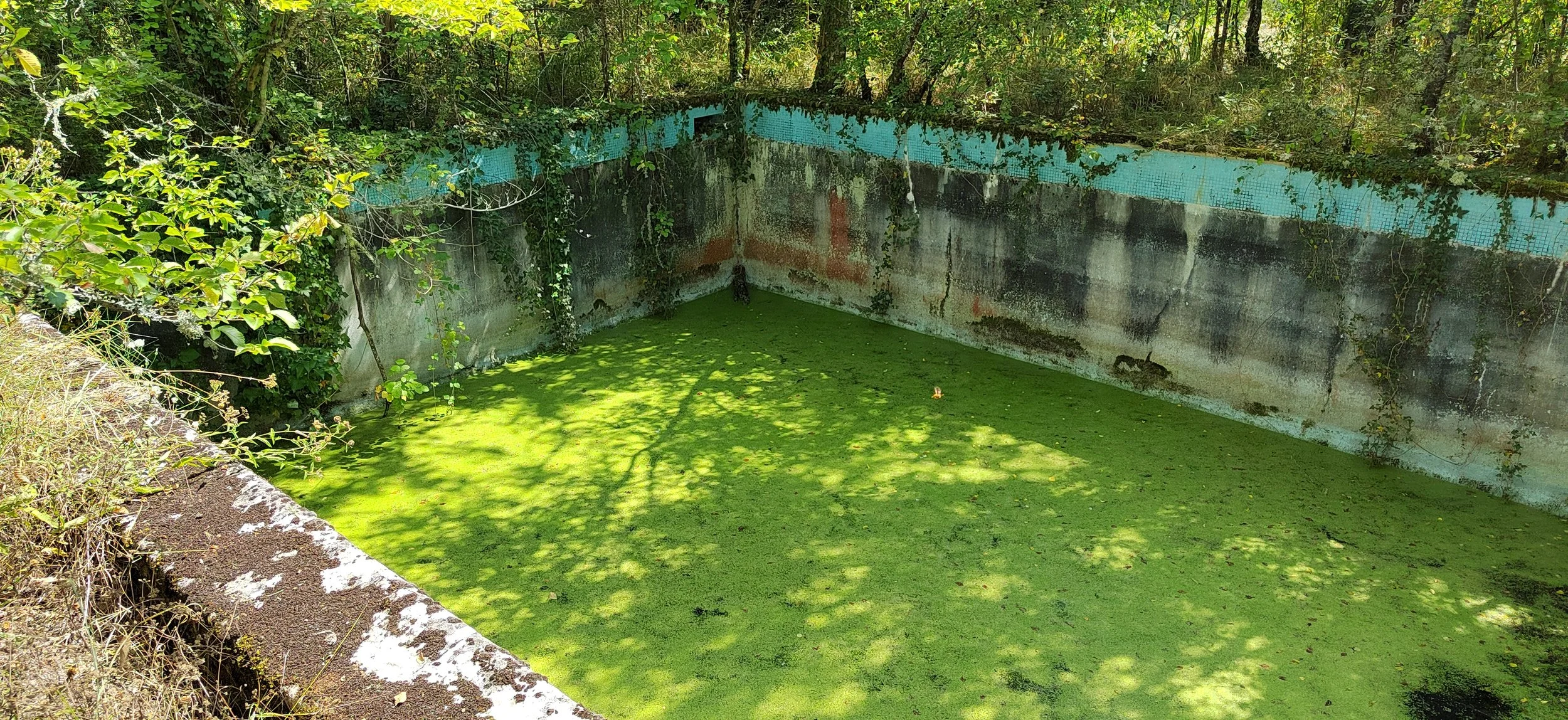 Ein verfallener, mit grünem Algen bedeckter Swimmingpool im Freien, umgeben von Büschen und Bäumen, mit Sonnenlicht und Schatten.