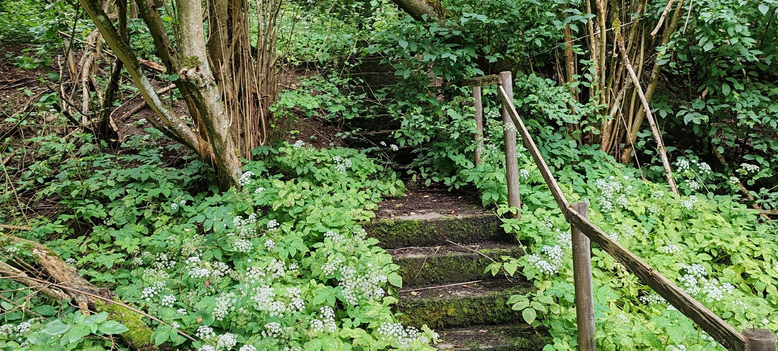 Versteckte Naturtreppe im grünen Wald, umgeben von üppigem Blattwerk, mit einem Holzgeländer.
