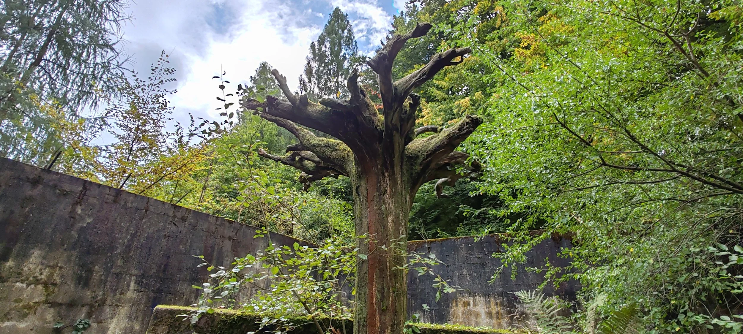 Ein alter, umgestürzter Baum in einem grünen Waldgebiet, umgeben von dichtem Laub, mit einem betonierten Damm im Hintergrund.