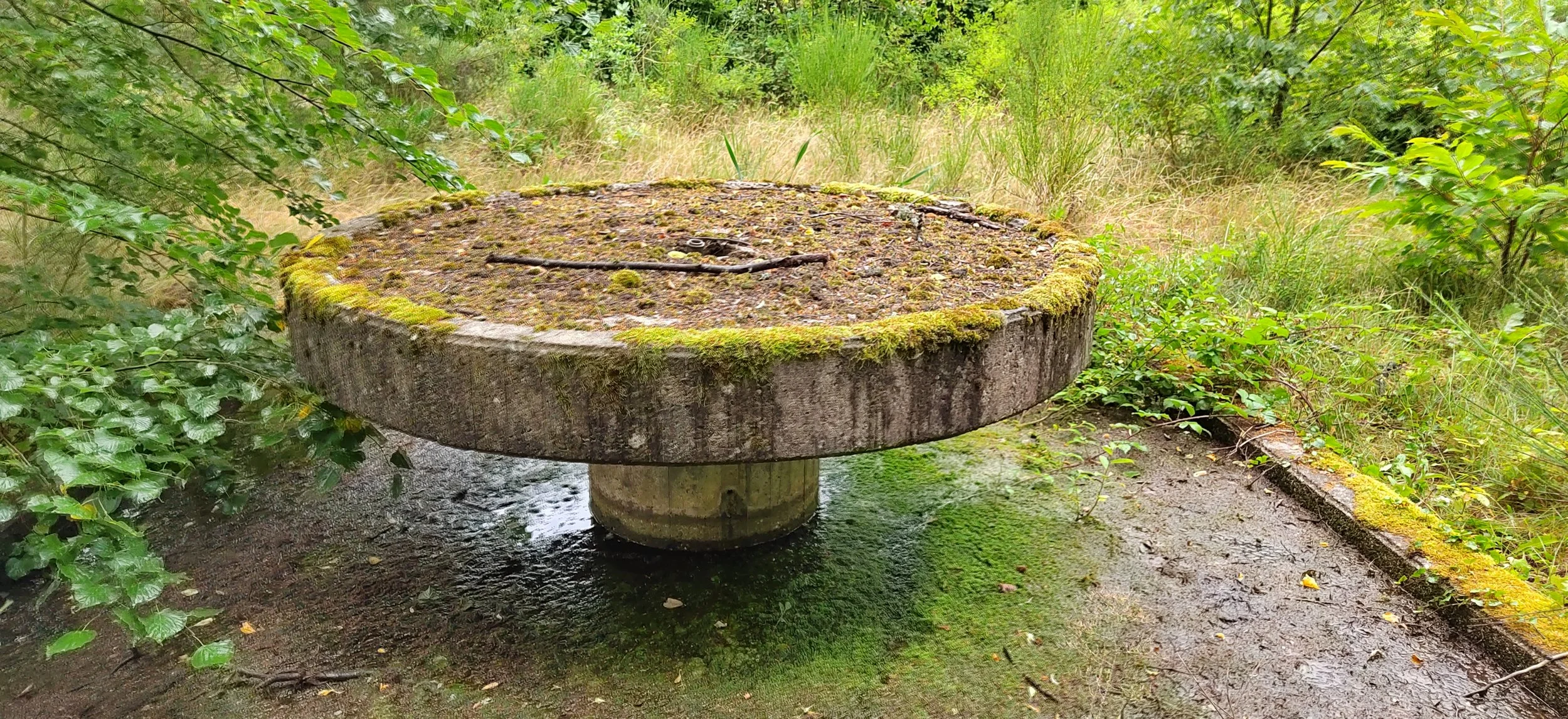 Ein alter, verhangener Wasserbrunnen in einer grünen, bewaldeten Umgebung. Der Brunnen besteht aus einem großen Baumstamm mit Moos bedeckt und hat eine runde, flache Oberfläche mit einer kleinen Rinne in der Mitte. Das Wasser sammelt sich an der Basi