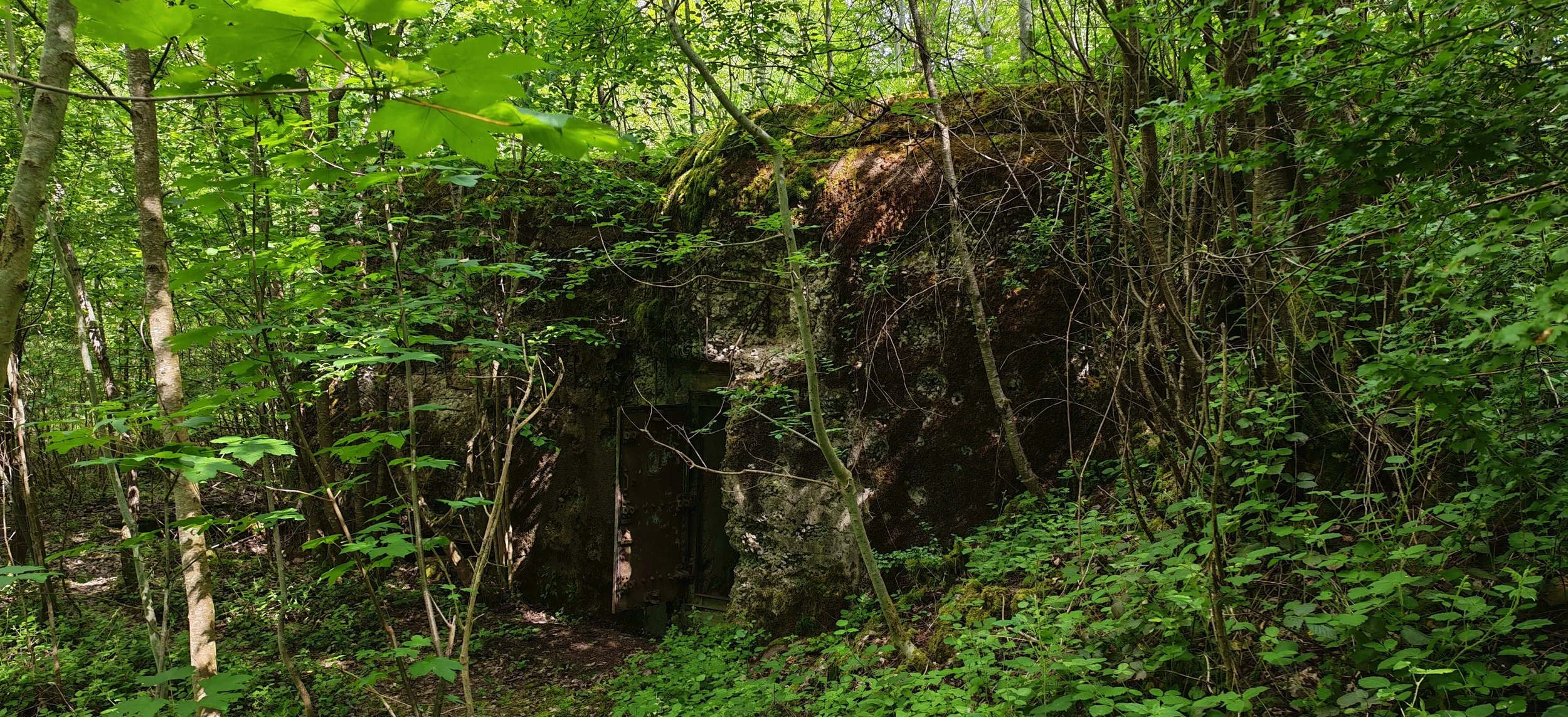 Dichte grüne Vegetation mit Bäumen und Sträuchern in einem Wald, im Felsen verborgen ist eine kleine Tür.