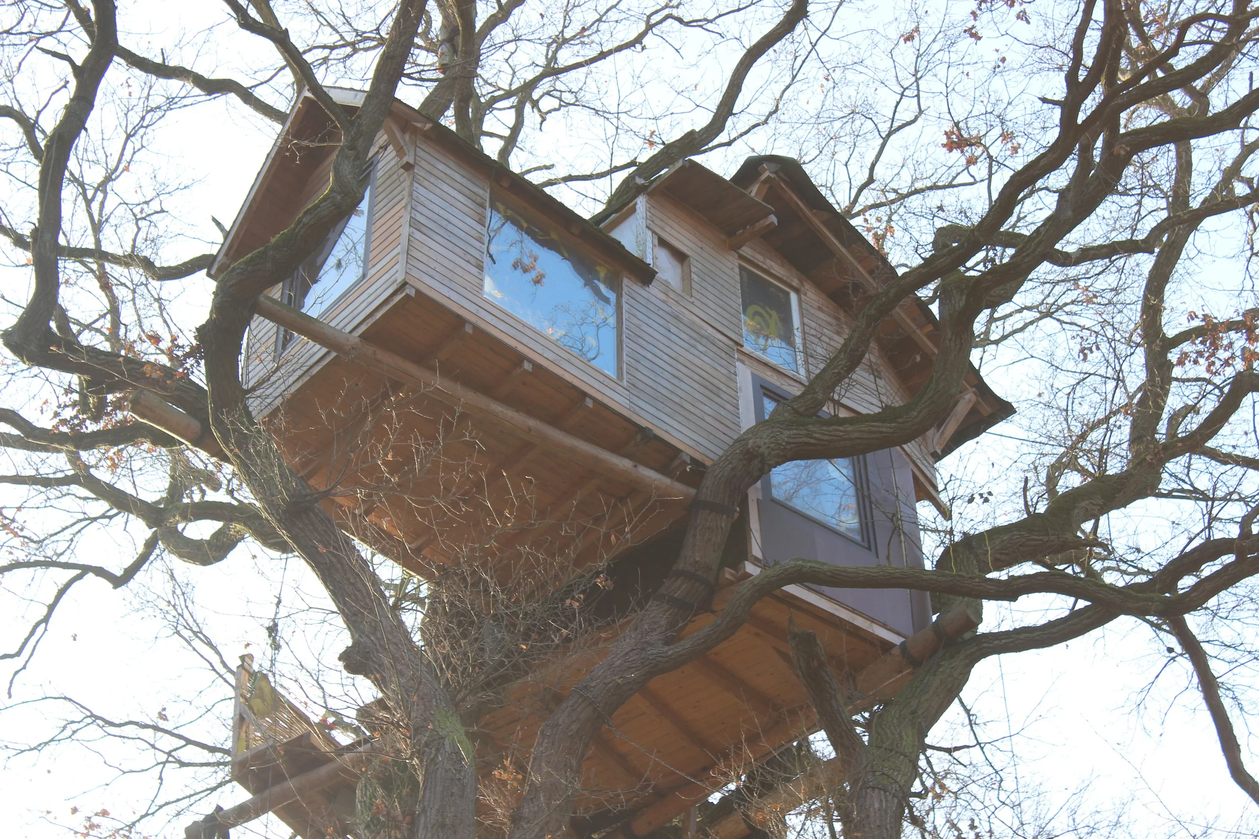 Ein Baumhaus in einem hohen Baum mit vielen Verzweigungen, gebaut mit Holz und großen Fenstern.