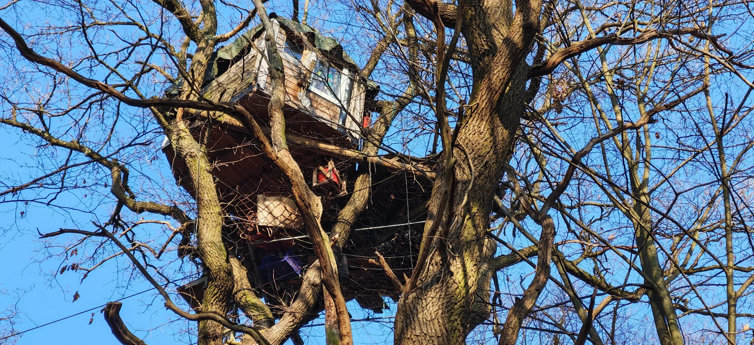 Baumhaus in einem großen Baum mit vielen Ästen, bei sonnigem Himmel.