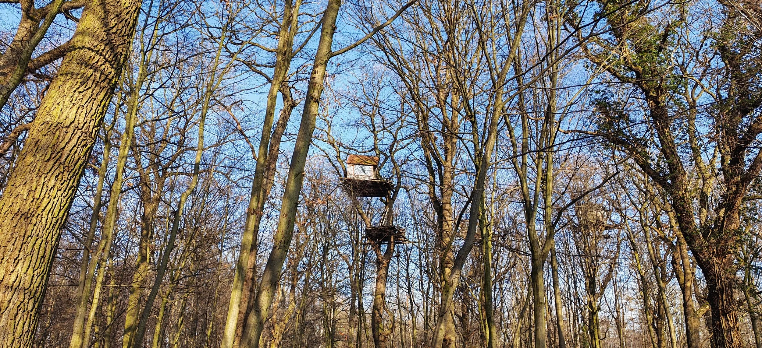 Ein Vogelnest in einem Baum in einem Wald bei Tageslicht, ohne Laub an den Bäumen.