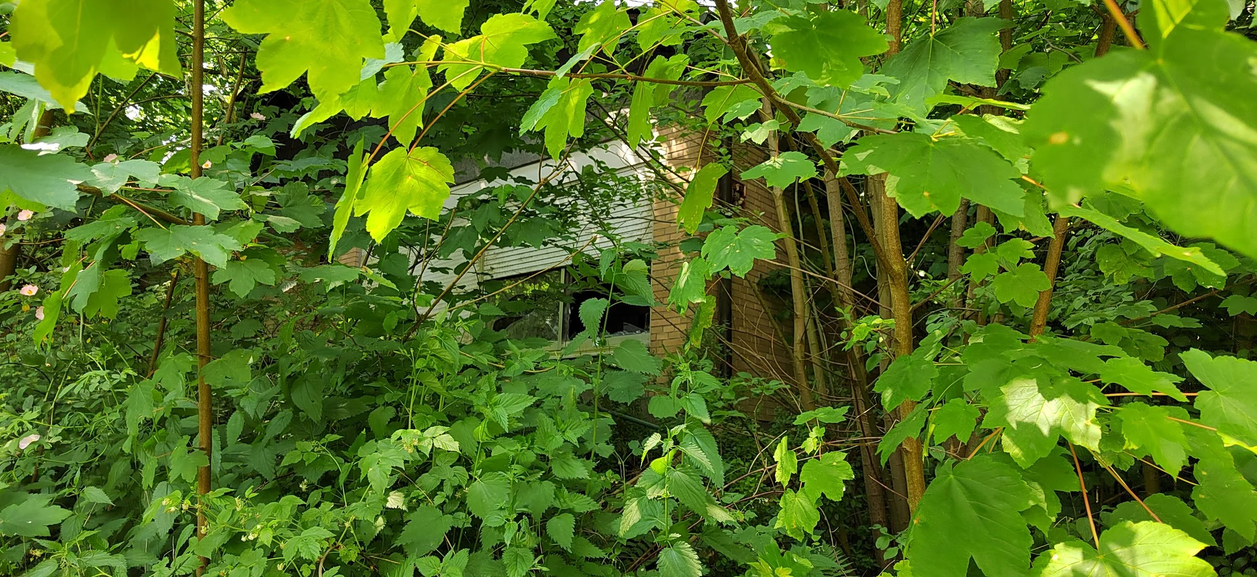 Viele grüne Blätter und Zweige vor einem Haus mit einem Fenster im Hintergrund, versteckt von der dichten Vegetation.