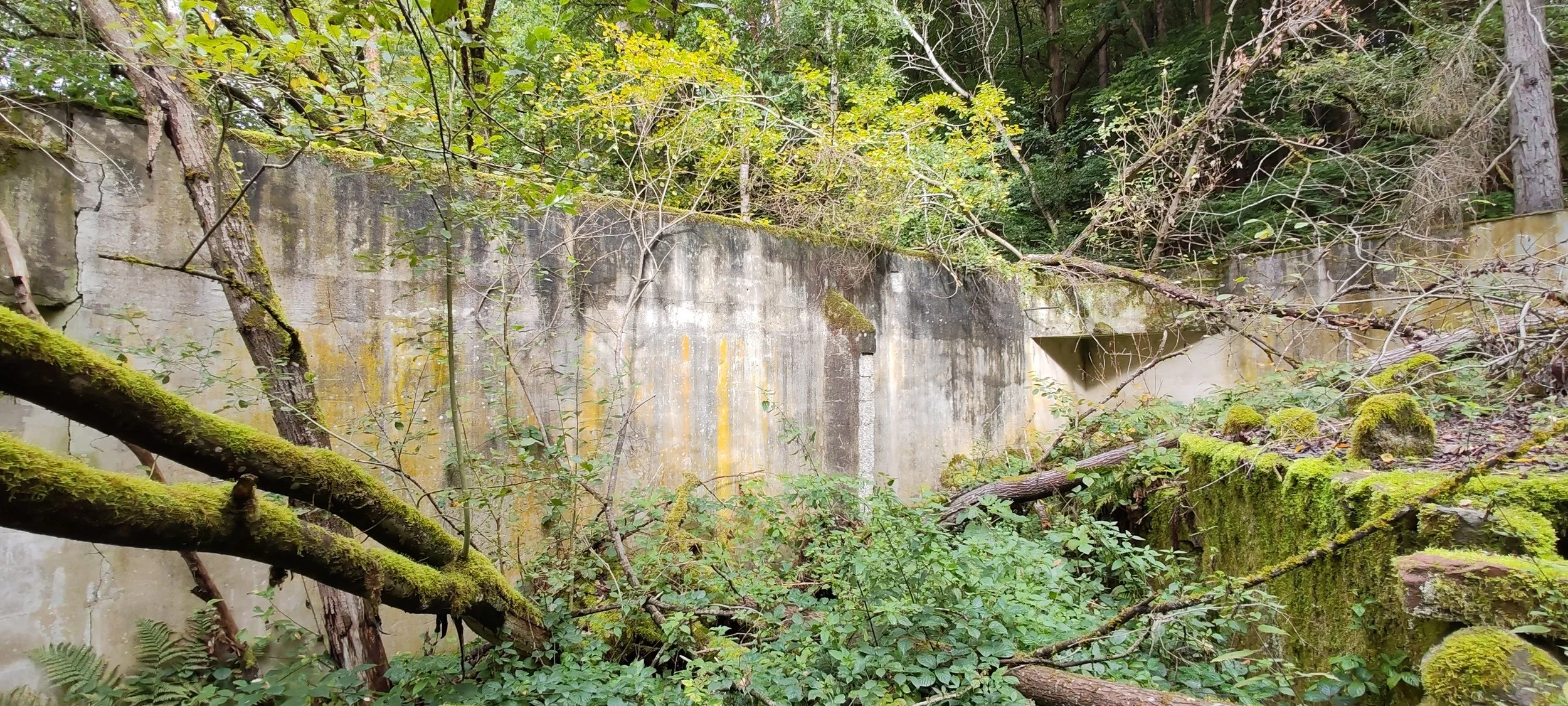 Alte, verfallene Betonmauer umgeben von dichten Bäumen und Moos, im Wald.