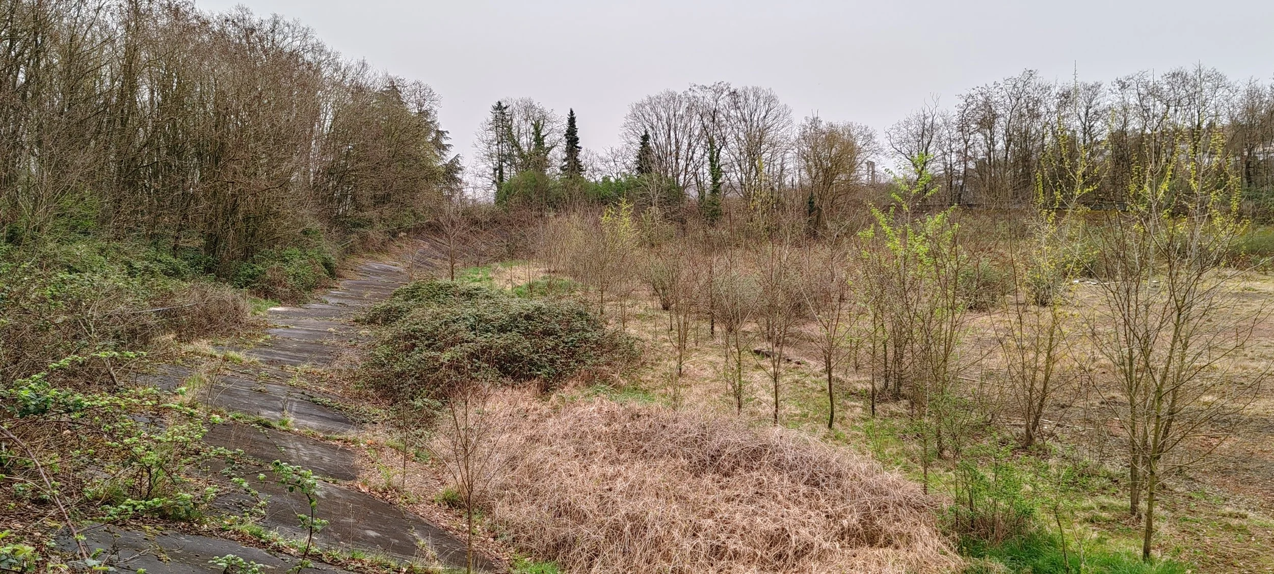 Ein verwildertes Gelände mit einem umgestürzten Weg im Vordergrund, Büsche und kleine Bäume im mittleren Bereich und ein Wald im Hintergrund bei bewölktem Himmel.