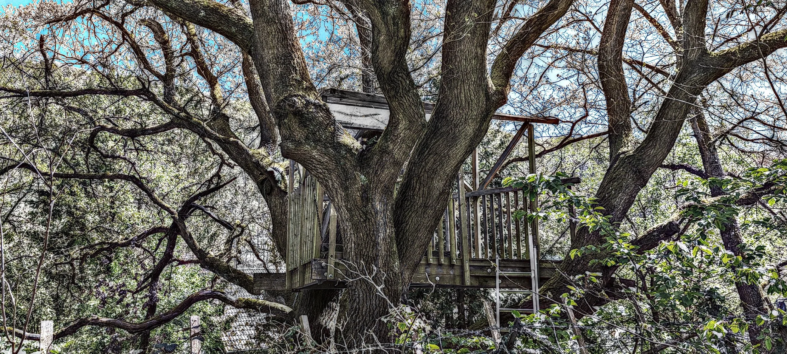 Ein Baum mit einer Holzhütte in den Ästen, umgeben von Blättern und Zweigen, an einem sonnigen Tag.