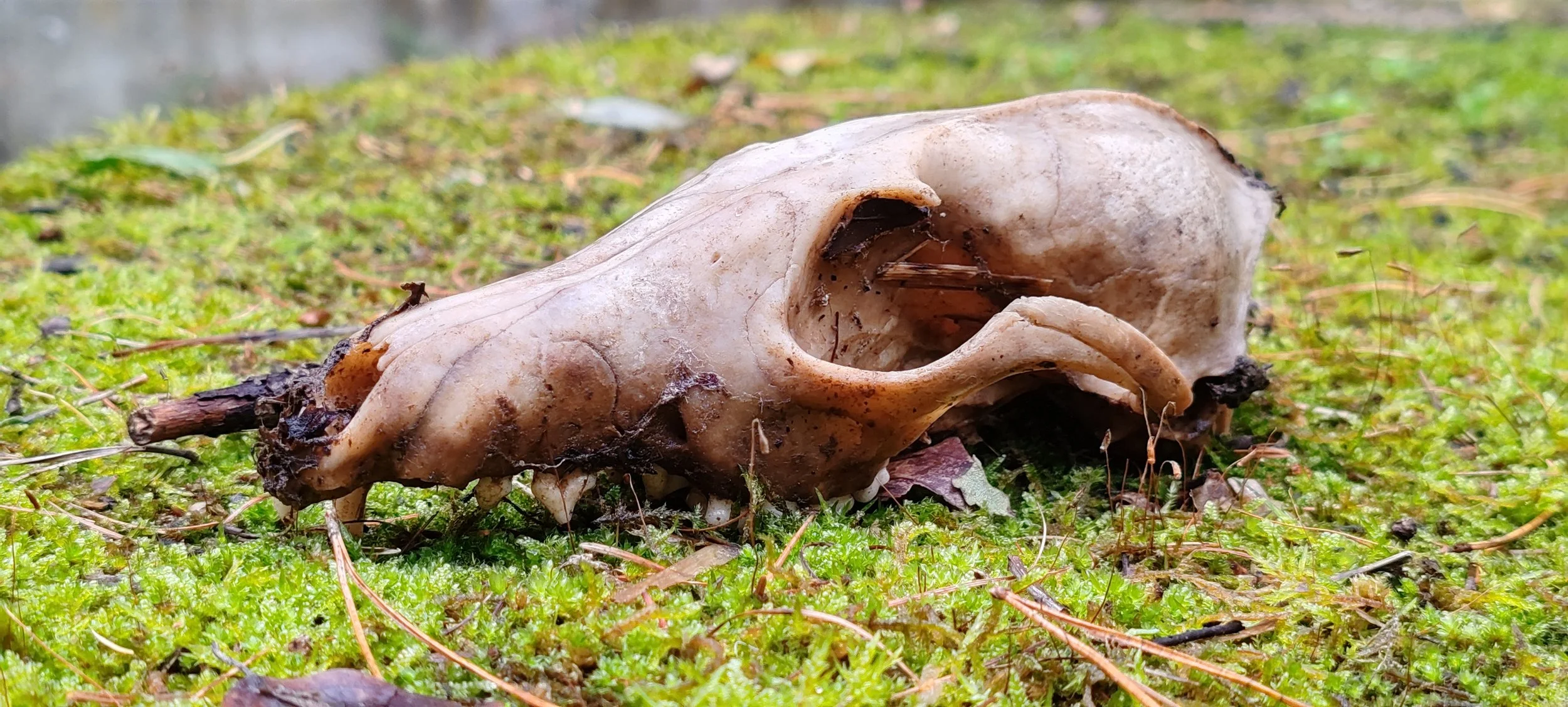 Ein Tierkopf, wahrscheinlich eines toten Maus oder Nagetiers, liegt auf einem moosbedeckten Boden im Freien.
