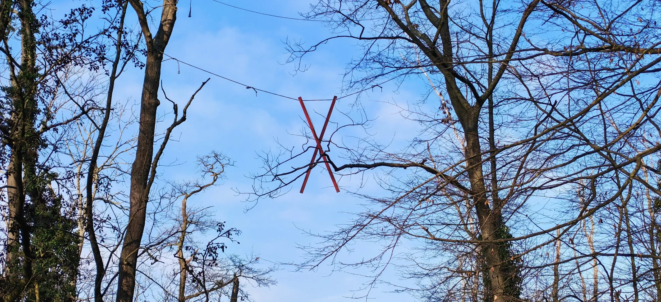 Blick nach oben auf winterliche Baumkronen mit einer gespannten Seilwinde in der Mitte, die vermutlich zum Drachensteigen verwendet wird.