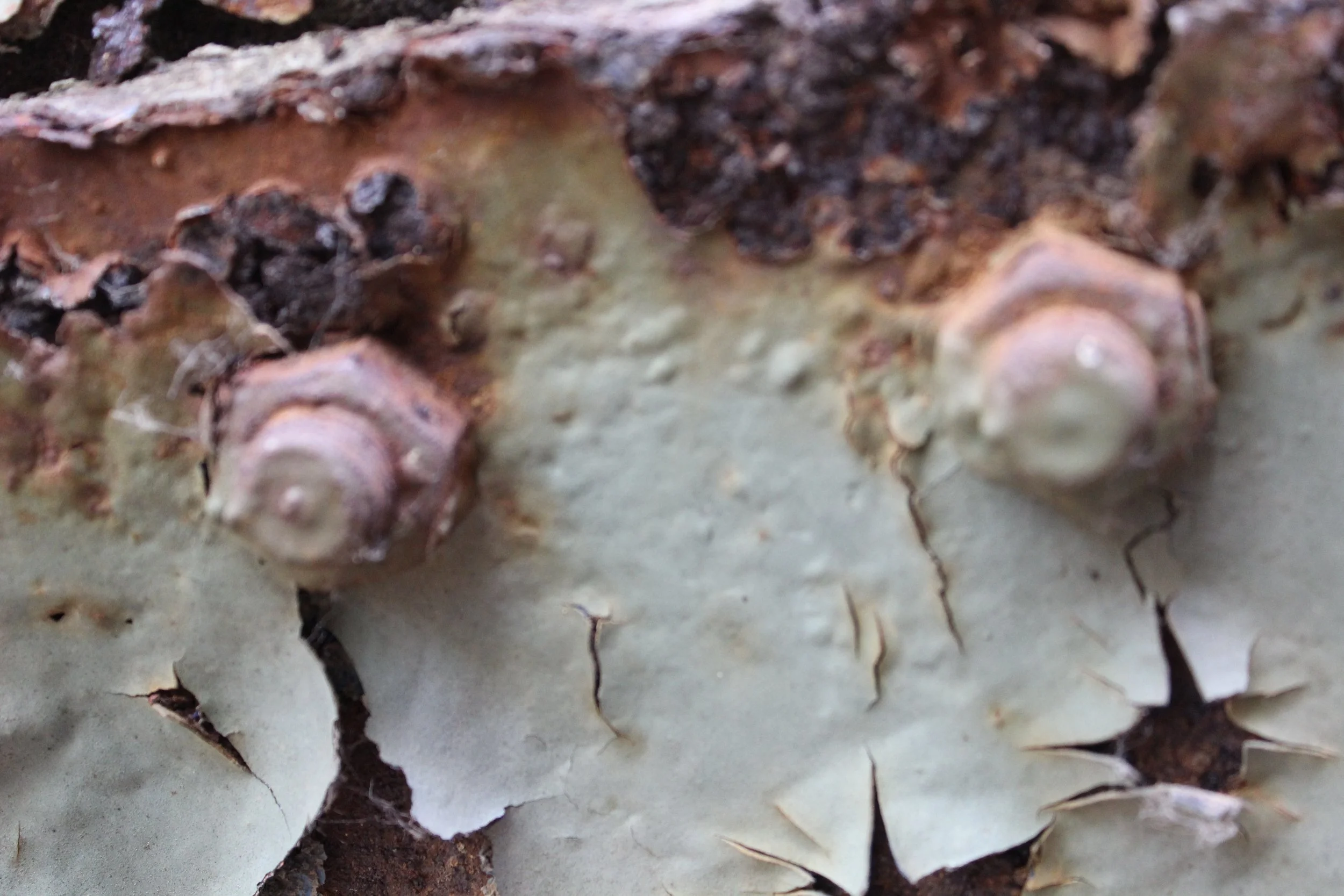 Makroaufnahme einer Baumrinde mit zwei hervorstehenden Knöpfen und einer umgebenden weißen, verflochtenen Borke.