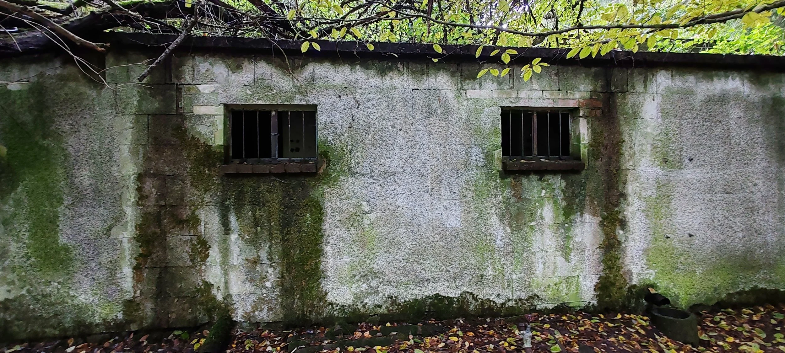 Ein alter, verfallener grauer Betonmauer mit zwei kleinen geklammerten Fenstern, die von Moos und Schmutz bedeckt sind, im Freien, umgeben von Laub und einem Baum mit grünen Blättern oben.