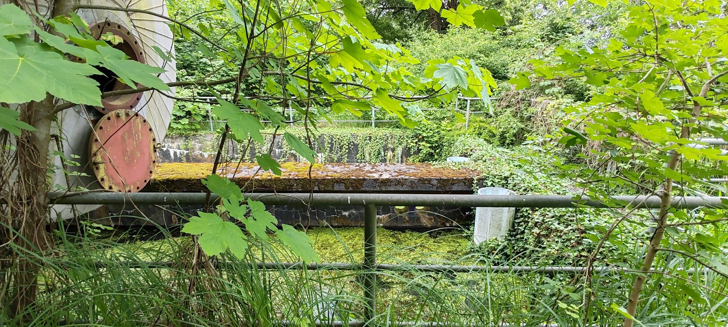 Grüner, überwucherte Wasserstelle im Park, umgeben von Bäumen und Pflanzen. Im Hintergrund sehen man eine alte, rostige Metallbrücke.
