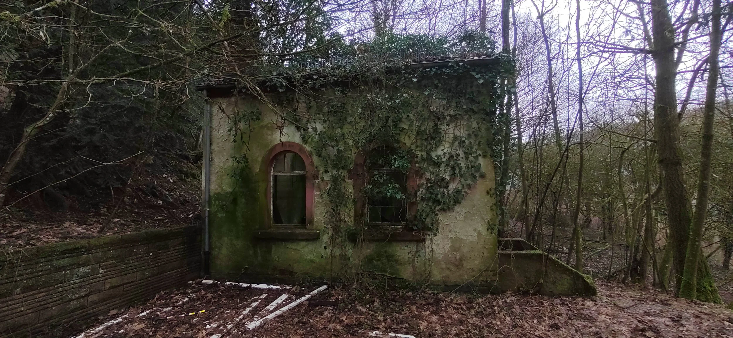 Verfallenes, ivy-überwuchertes Haus in einem bewaldeten Gebiet, umgeben von Bäumen und Blättern auf dem Boden.