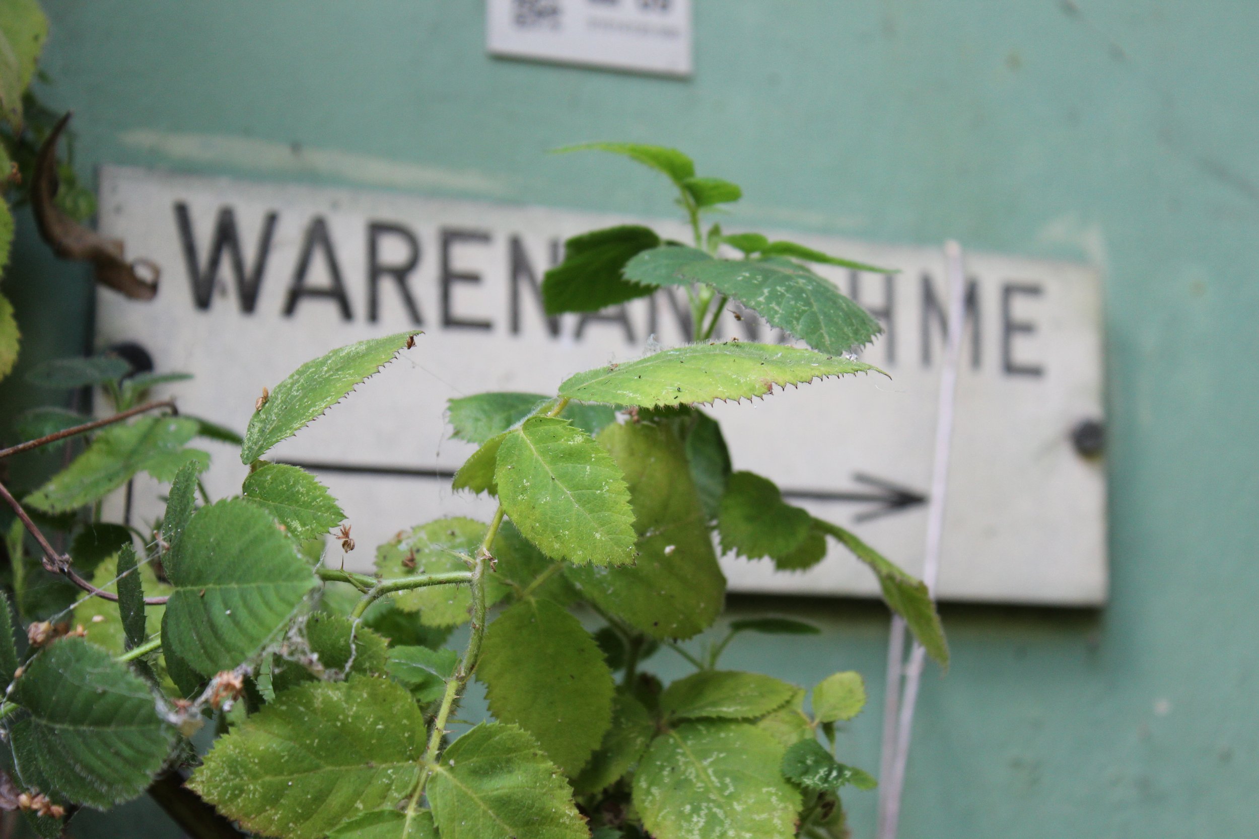 Grüne Pflanzen vor einem weißen Schild mit schwarzen Buchstaben, auf dem 'Warenannahme' steht, an einer grünen Wand.