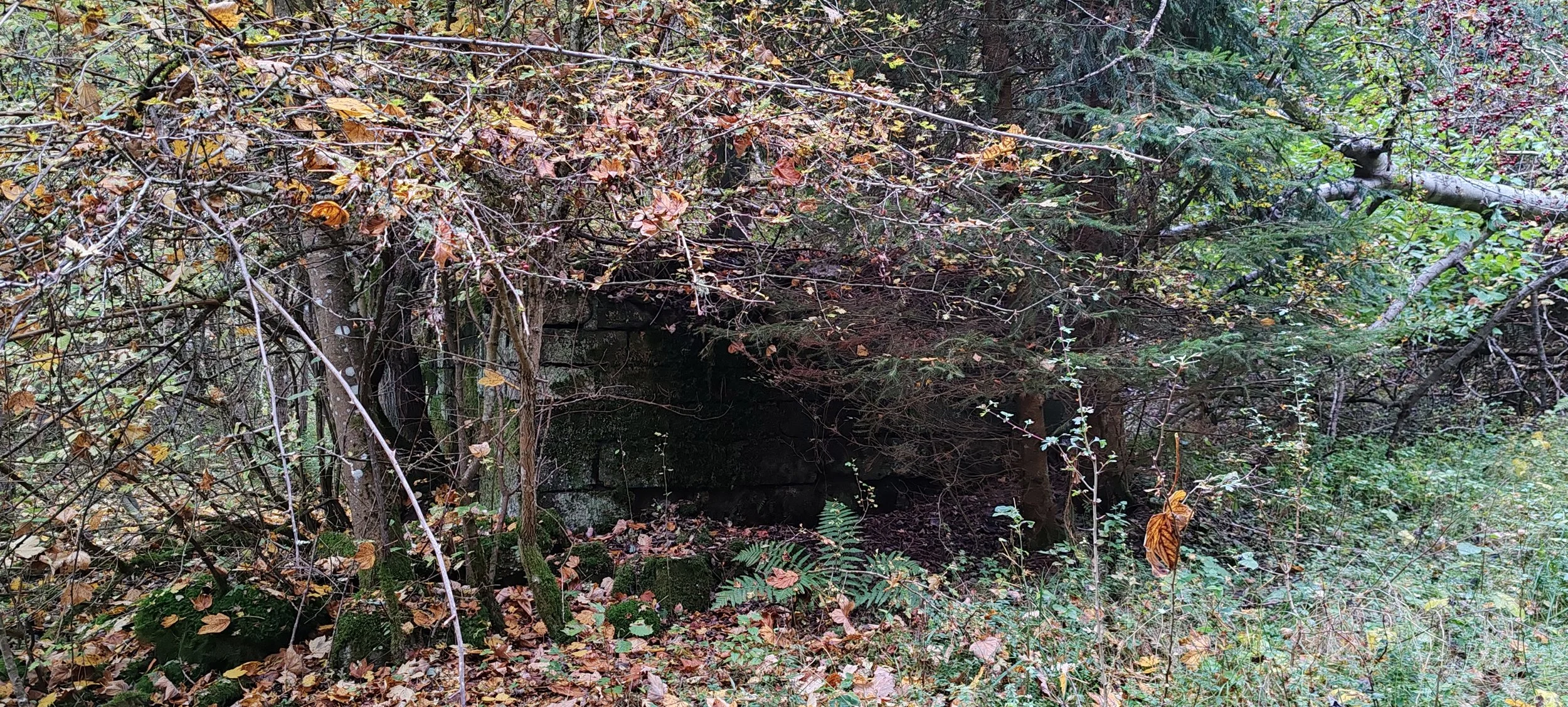 Dschungel mit dichtem Buschwerk, Bäumen und einem großen, dunklen Felsen im Hintergrund, teilweise mit Moos bewachsen, im Herbst.