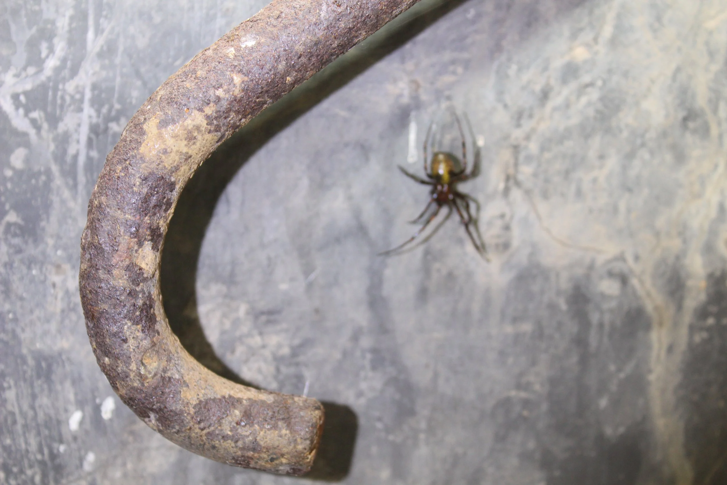 Ein rostiges, gebogenes Metallstück auf einem grauen Boden neben einer Spinne.