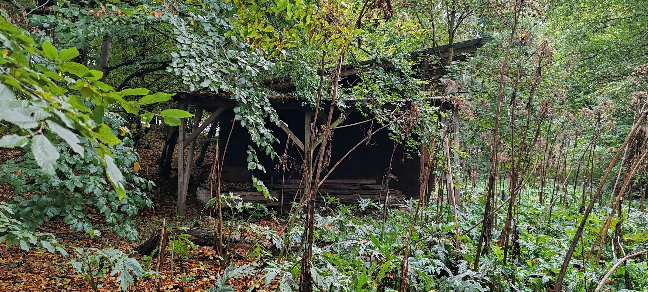 Verfallenes Holzhaus im dichten, grünen Wald. Das Haus ist von überwuchernden Pflanzen und Bäumen umgeben.