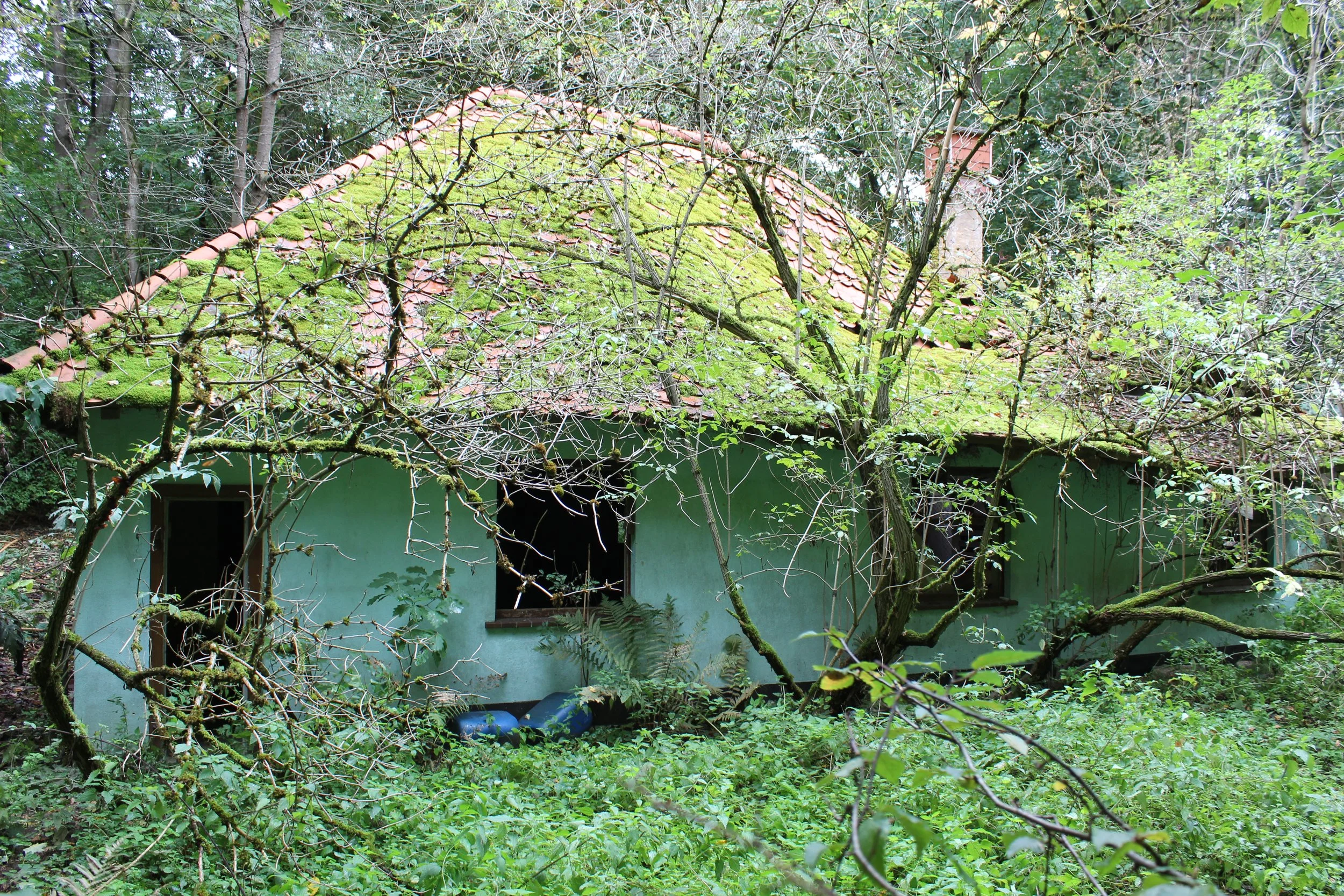 Ein verfallenes Haus, überwuchert von Bäumen und Pflanzen, mit moosbedecktem Dach in einem dichten Waldgebiet.