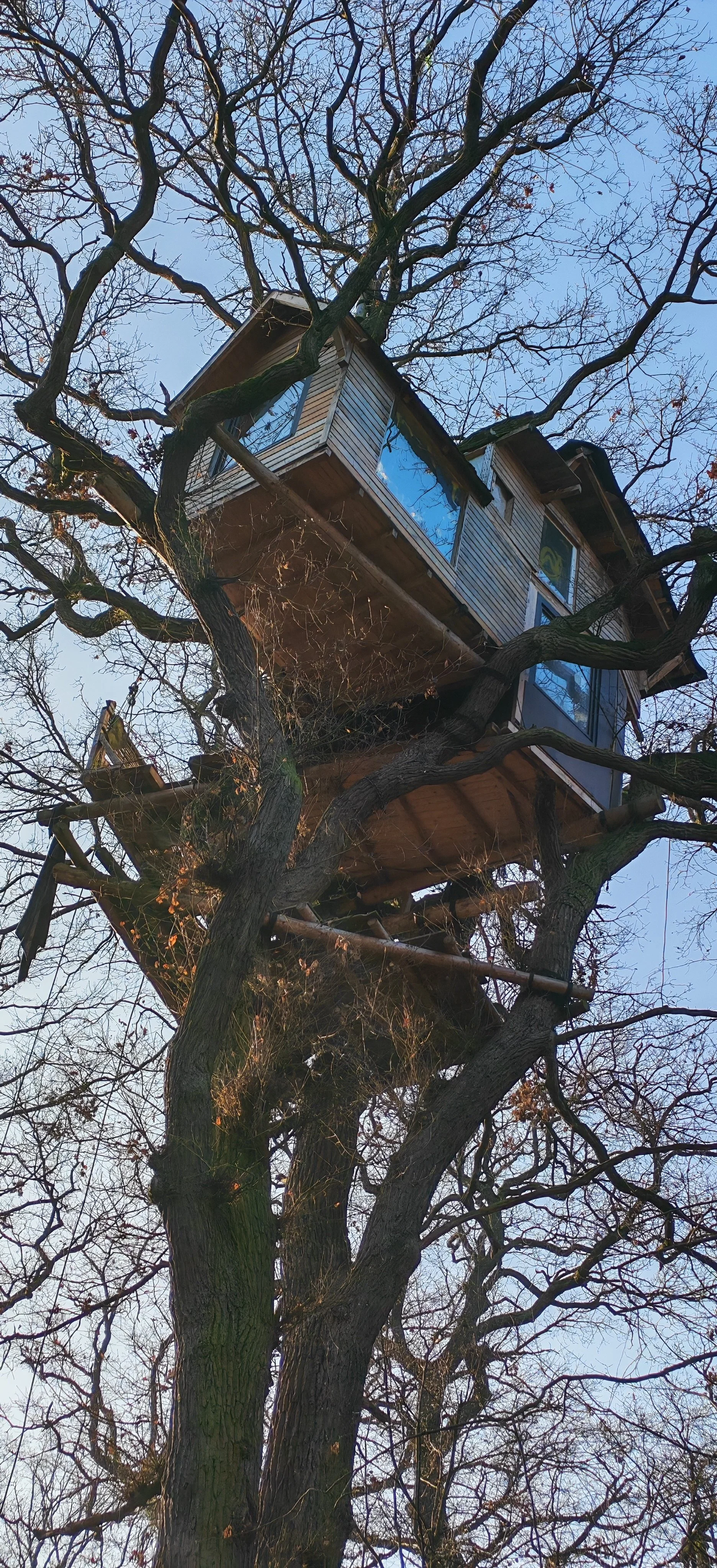Ein Baum mit einem ausgebauten Baumhaus. Das Baumhaus hat große Fenster und ist in den Ästen des Baumes gebaut.