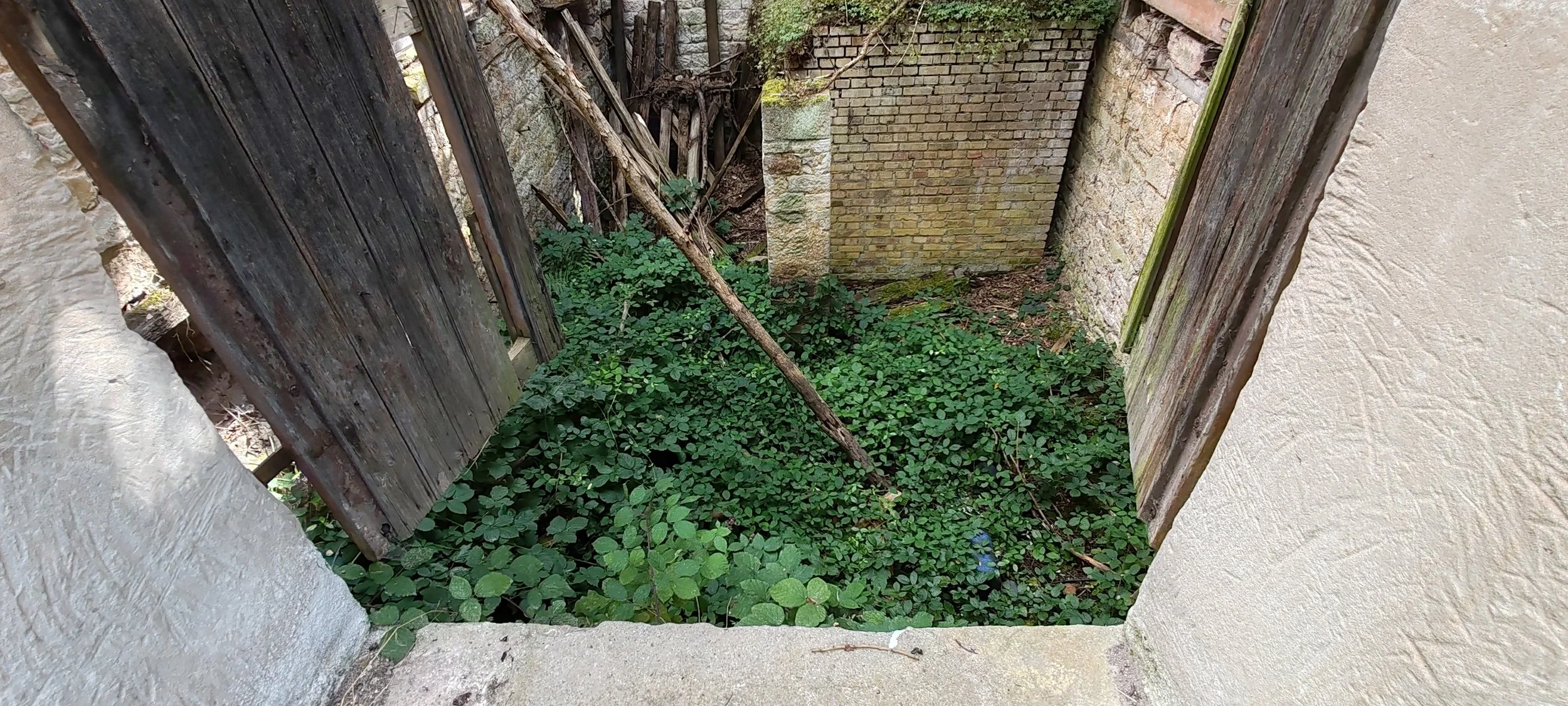 Ein verlassener, überwucherter Innenhof mit grünen Pflanzen, zerfallendem Holz und alten Ziegelwänden.