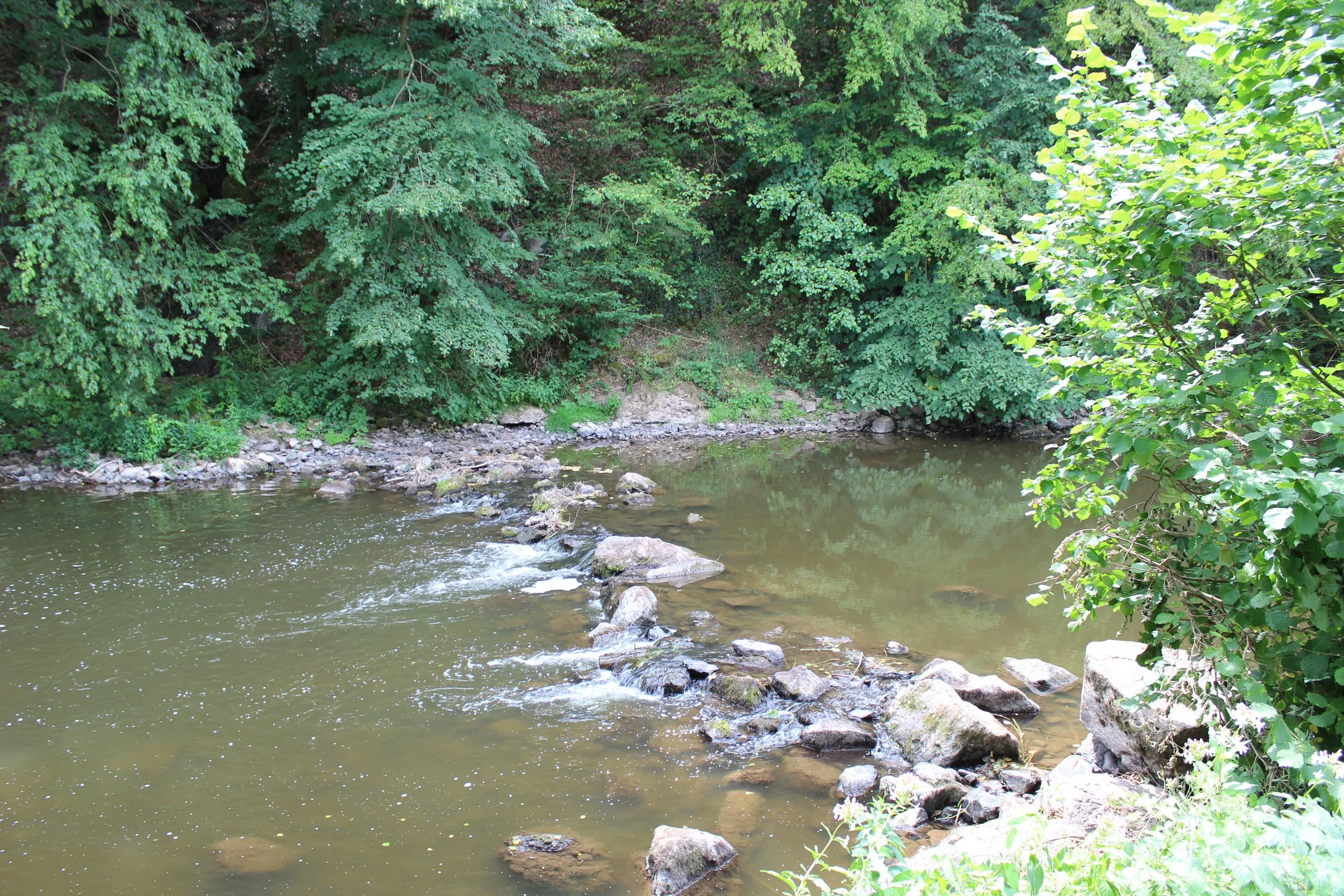 Ein Fluss, umgeben von grünen Bäumen und Sträuchern, mit Steinen im Wasser.