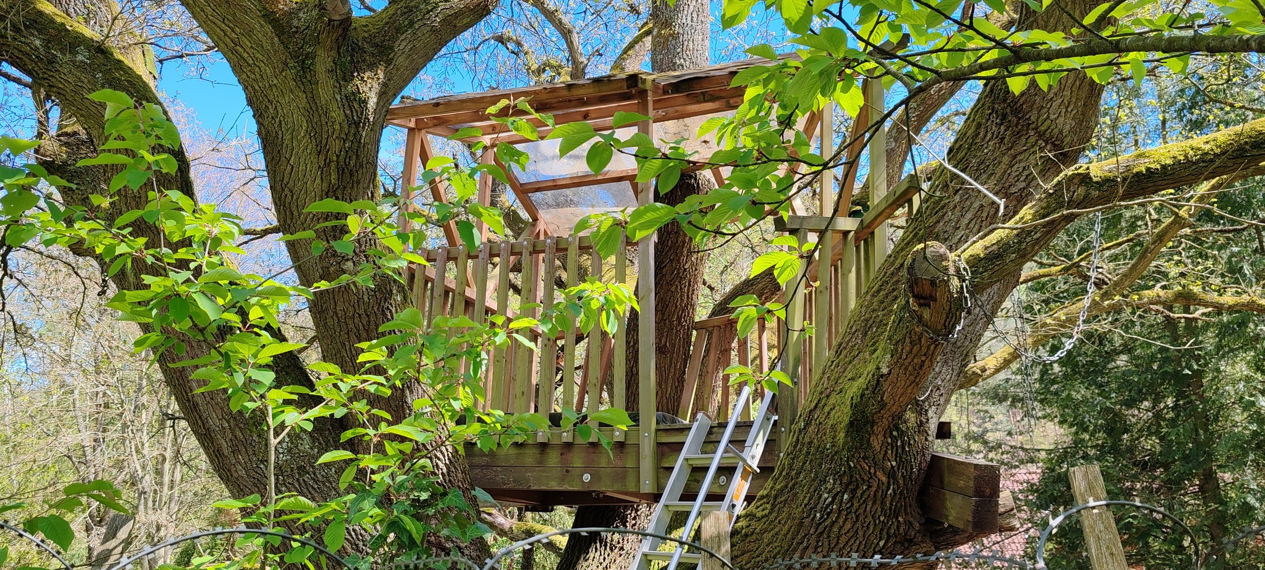 Baumhaus in einem Baum gebaut, mit Leiter und Holzgeländer, umgeben von Blättern und Ästen.