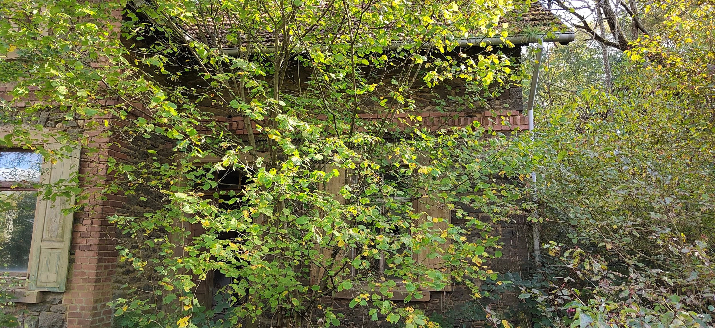 Verfallenes Haus mit bröckelnden Ziegelwänden, überwuchert von Büschen und Bäumen.