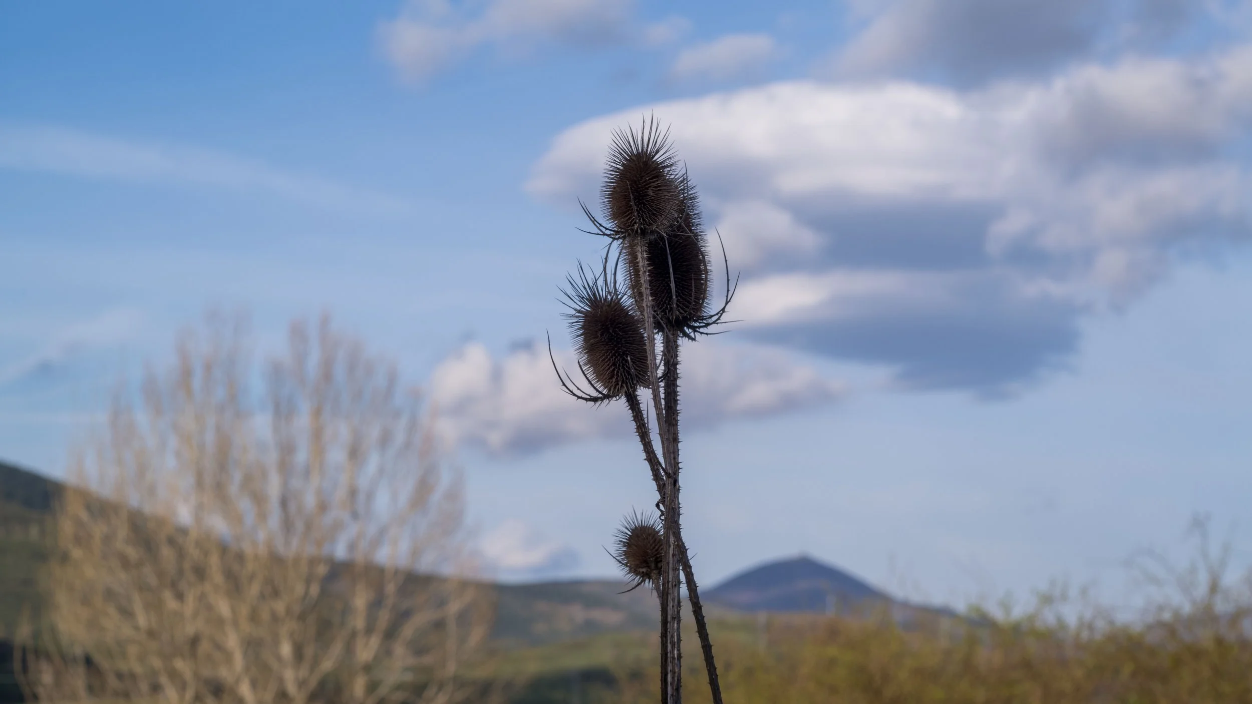 L1008608.jpg
