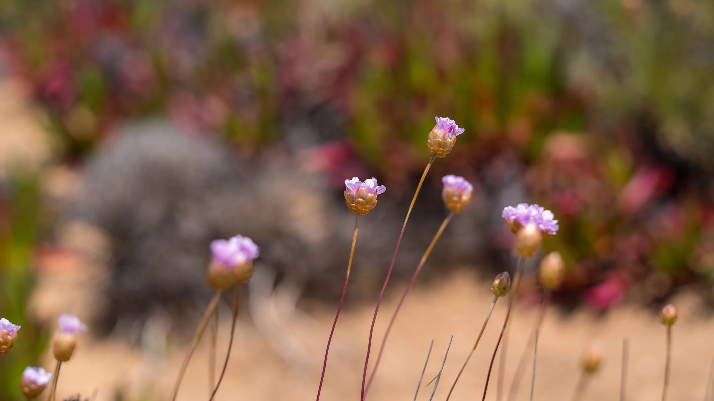 L1000023-2.jpg