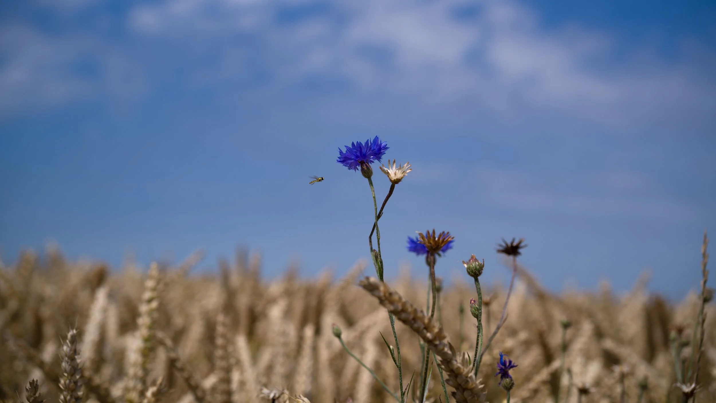 L1003179-Edit.jpg