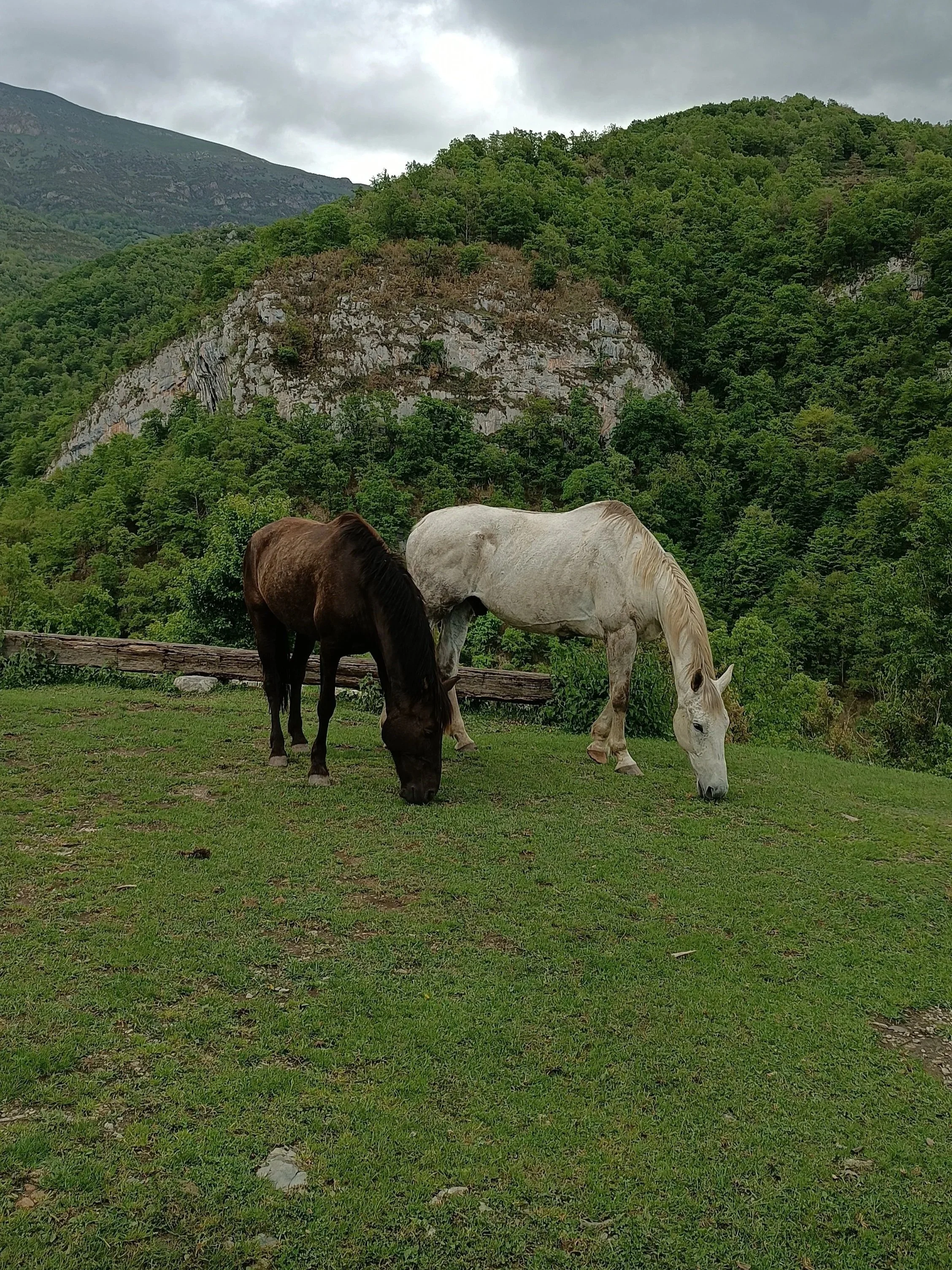 bosc endins autocura harmonia cavalls marta coll autet bosc endins
