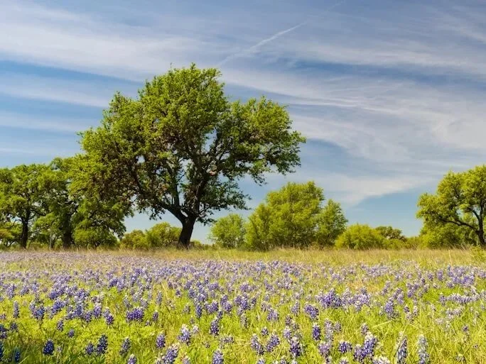 A landscape of green trees and purple wildflowers under a blue sky with cirrus clouds.