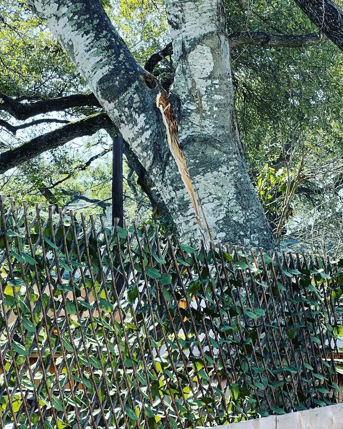 A large tree with gray bark and green leaves behind a bamboo fence with green leaves woven into it.