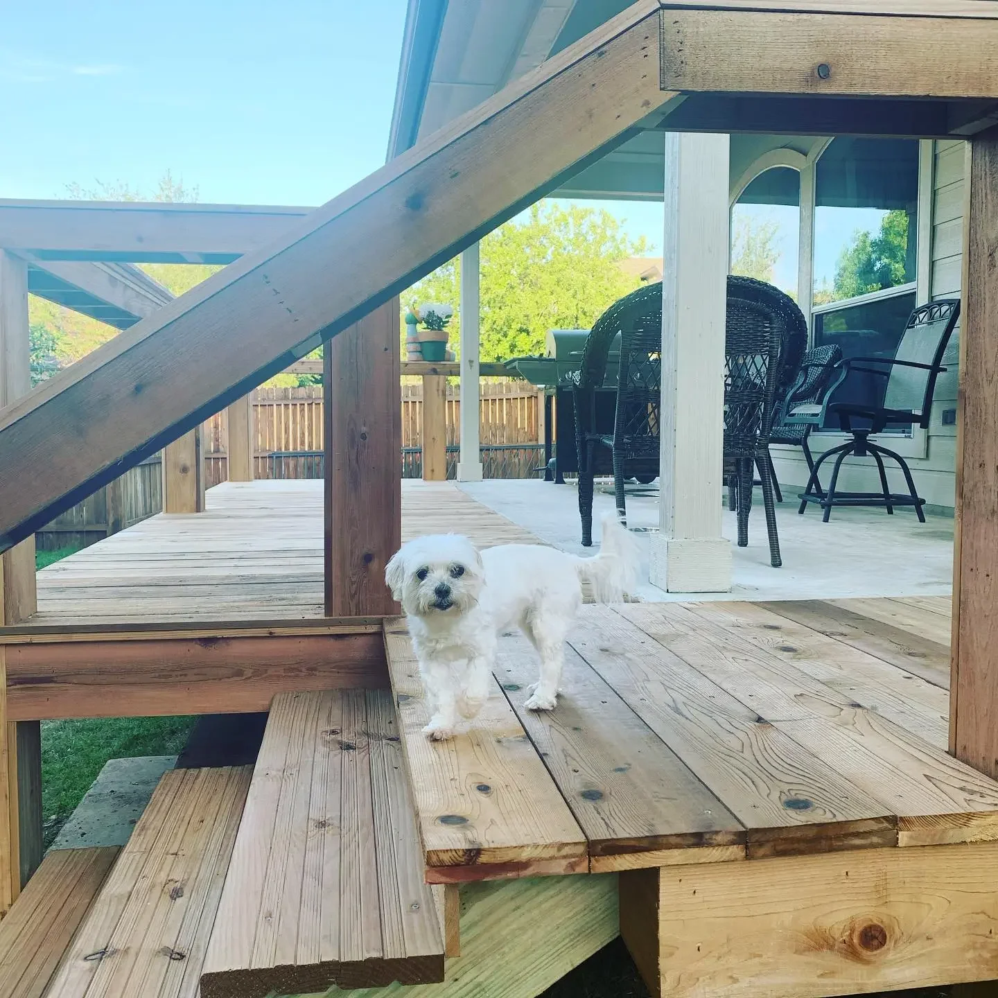 A small white dog standing on a wooden deck under a set of stairs on a sunny day, with outdoor furniture and a wooden fence in the background.